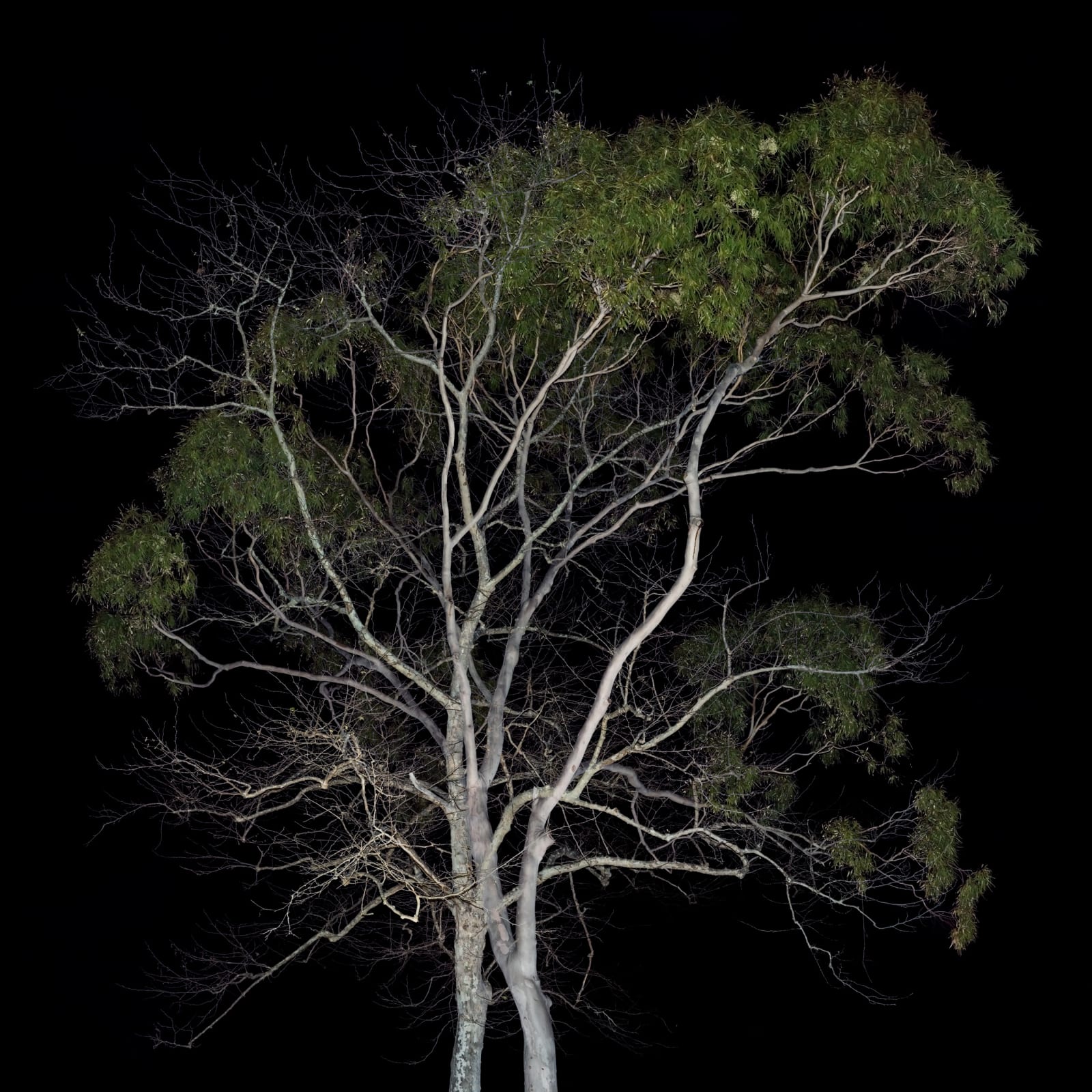 Amir Zaki, Close Friends, 2017