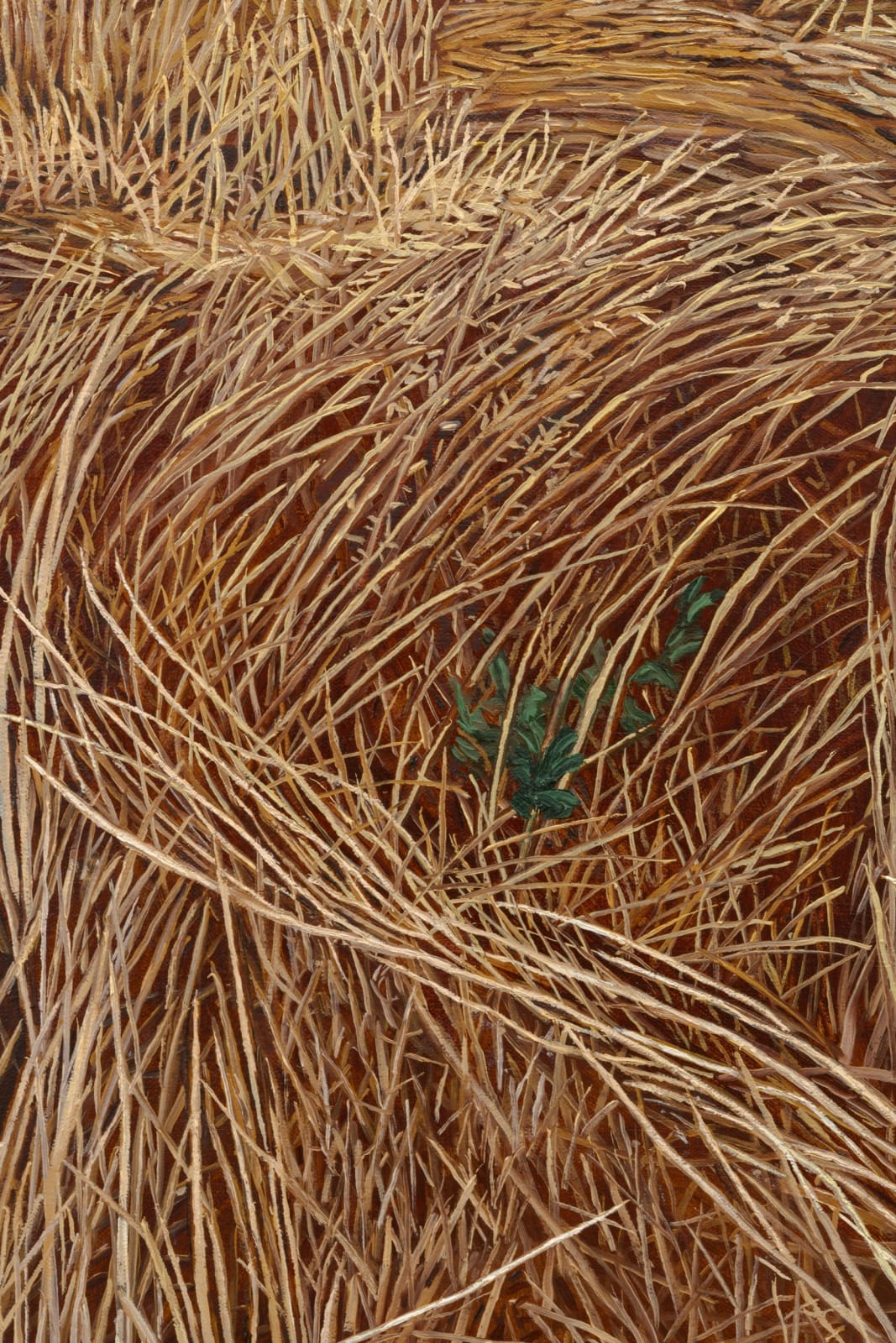 Pam Posey, Field Study, 2024