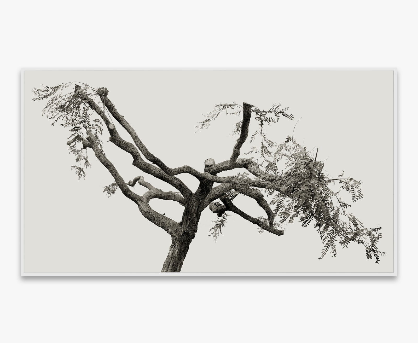 Amir Zaki, Tree Portrait #27, 2012