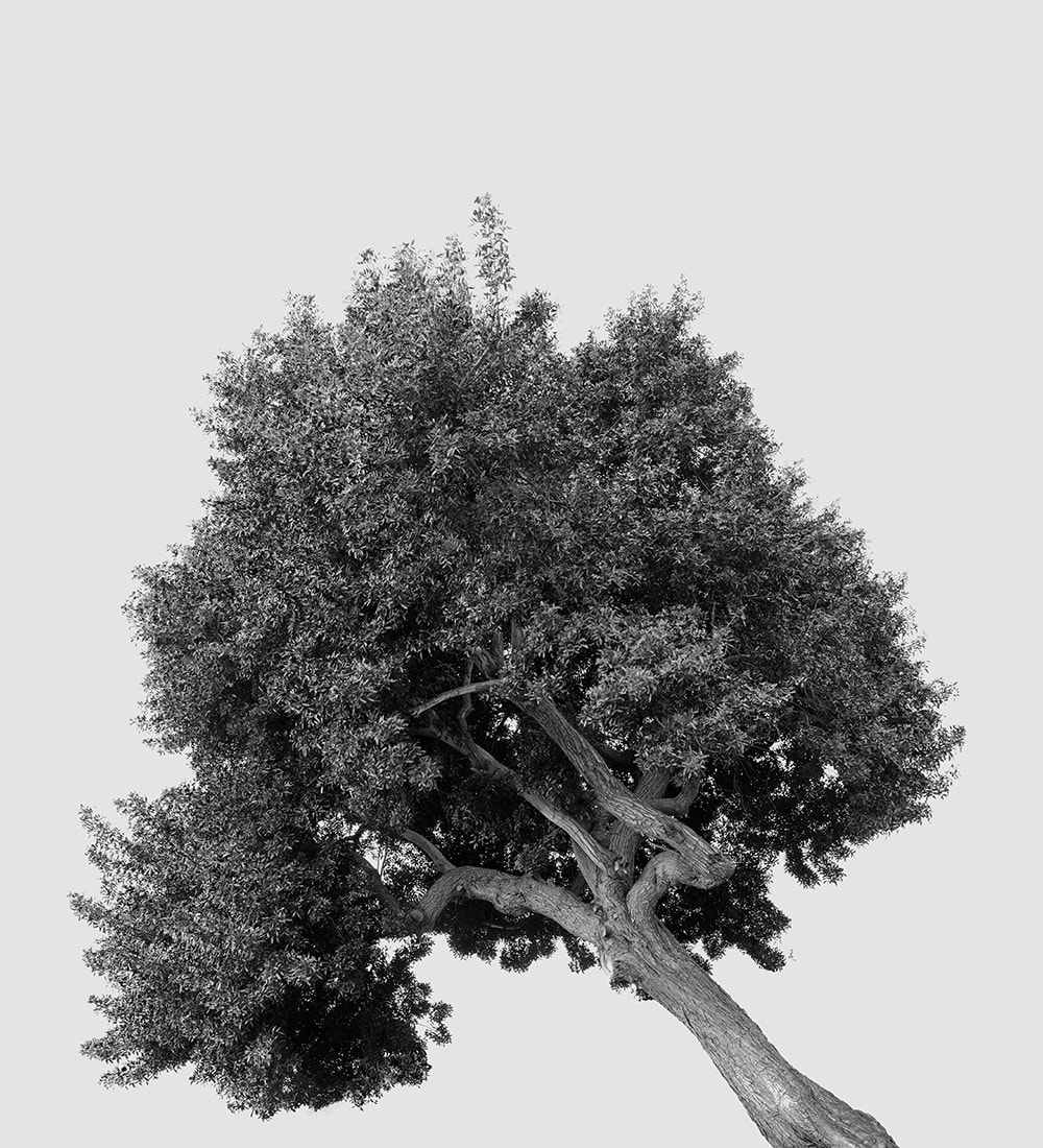 Amir Zaki, Tree Portrait #12, 2012