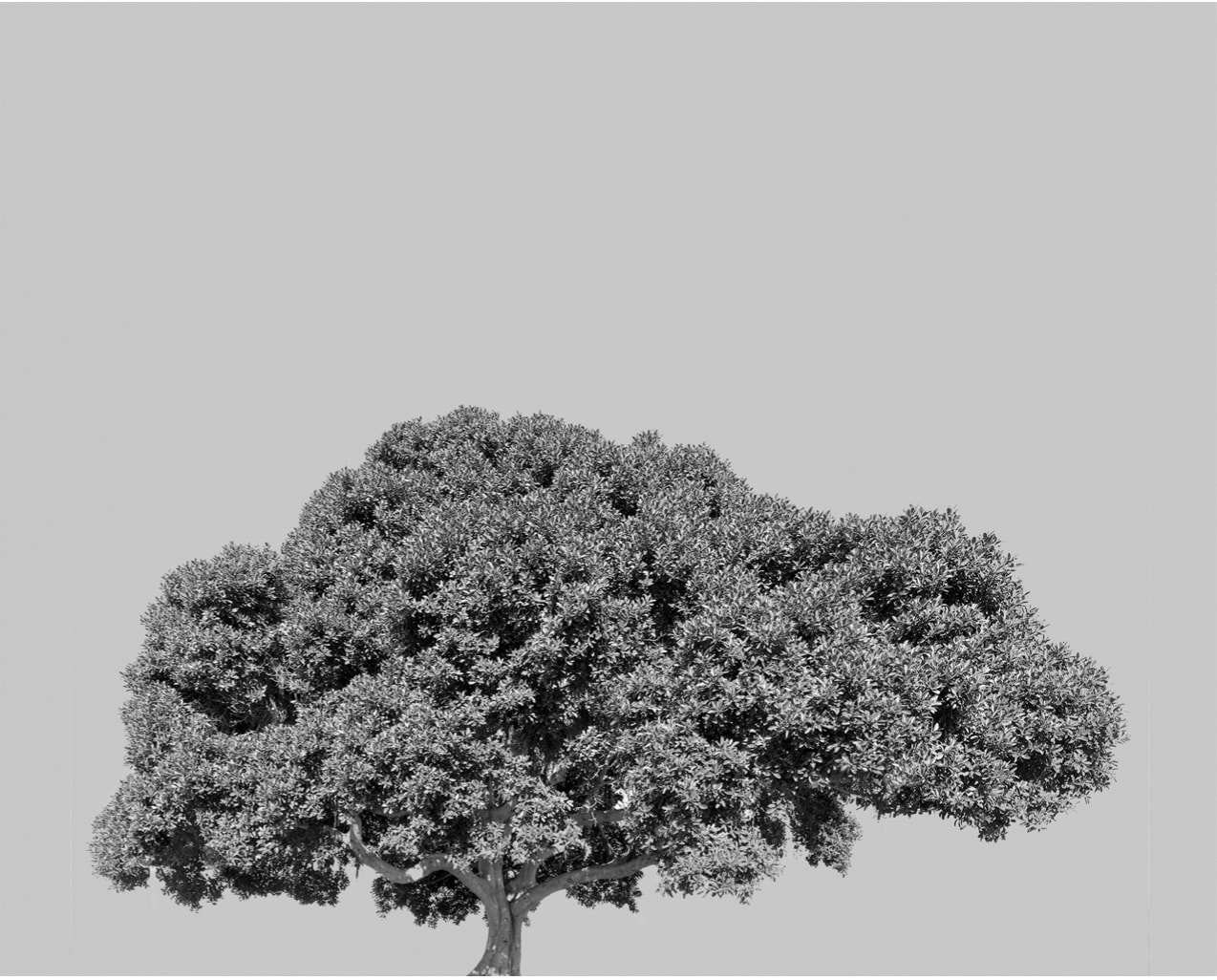 Amir Zaki, Tree Portrait #8, 2012