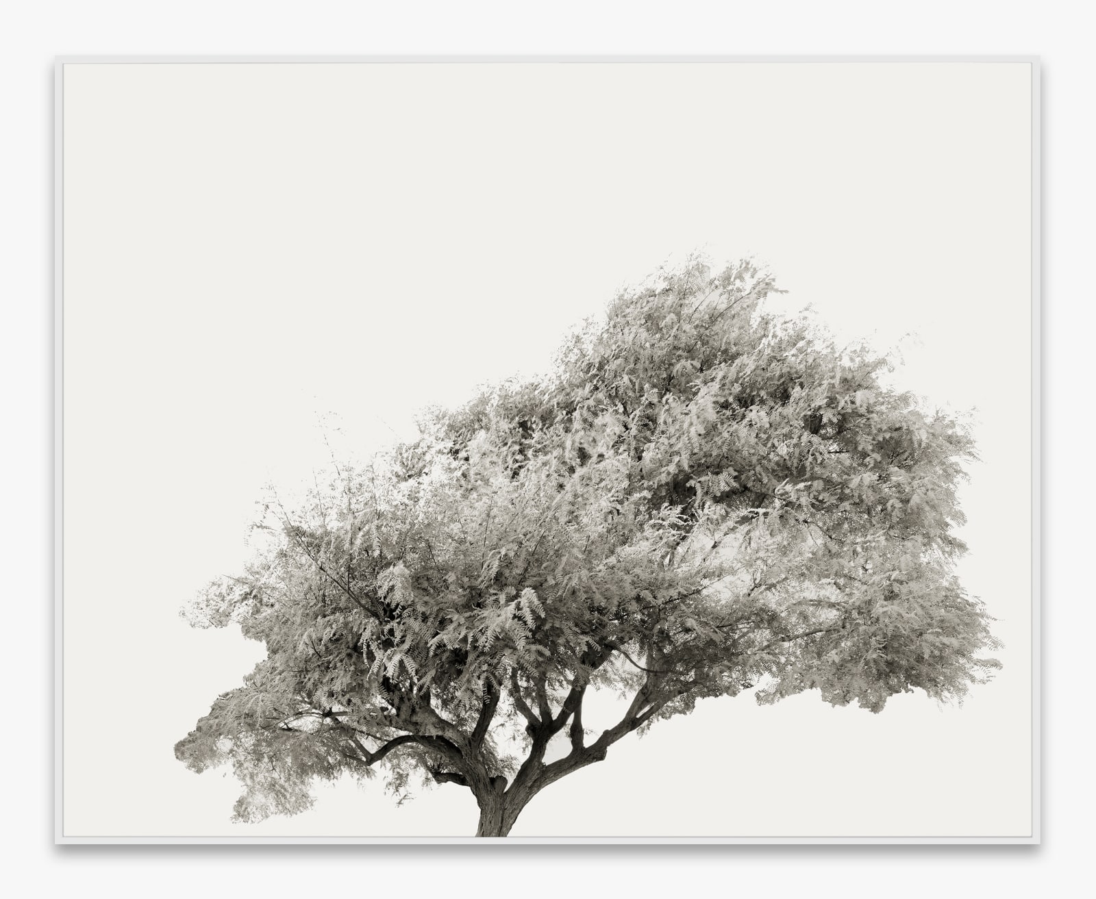 Amir Zaki, Tree Portrait #3, 2012