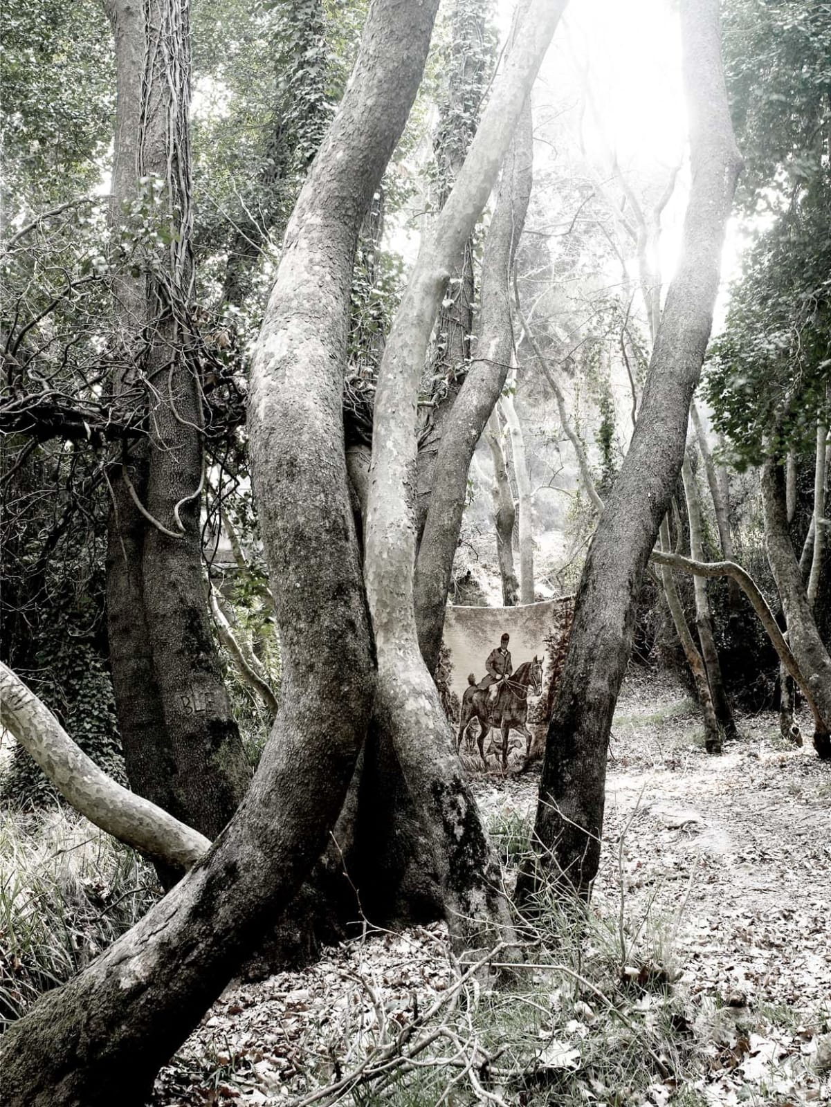 Tassos Vrettos, The Woods, 2007