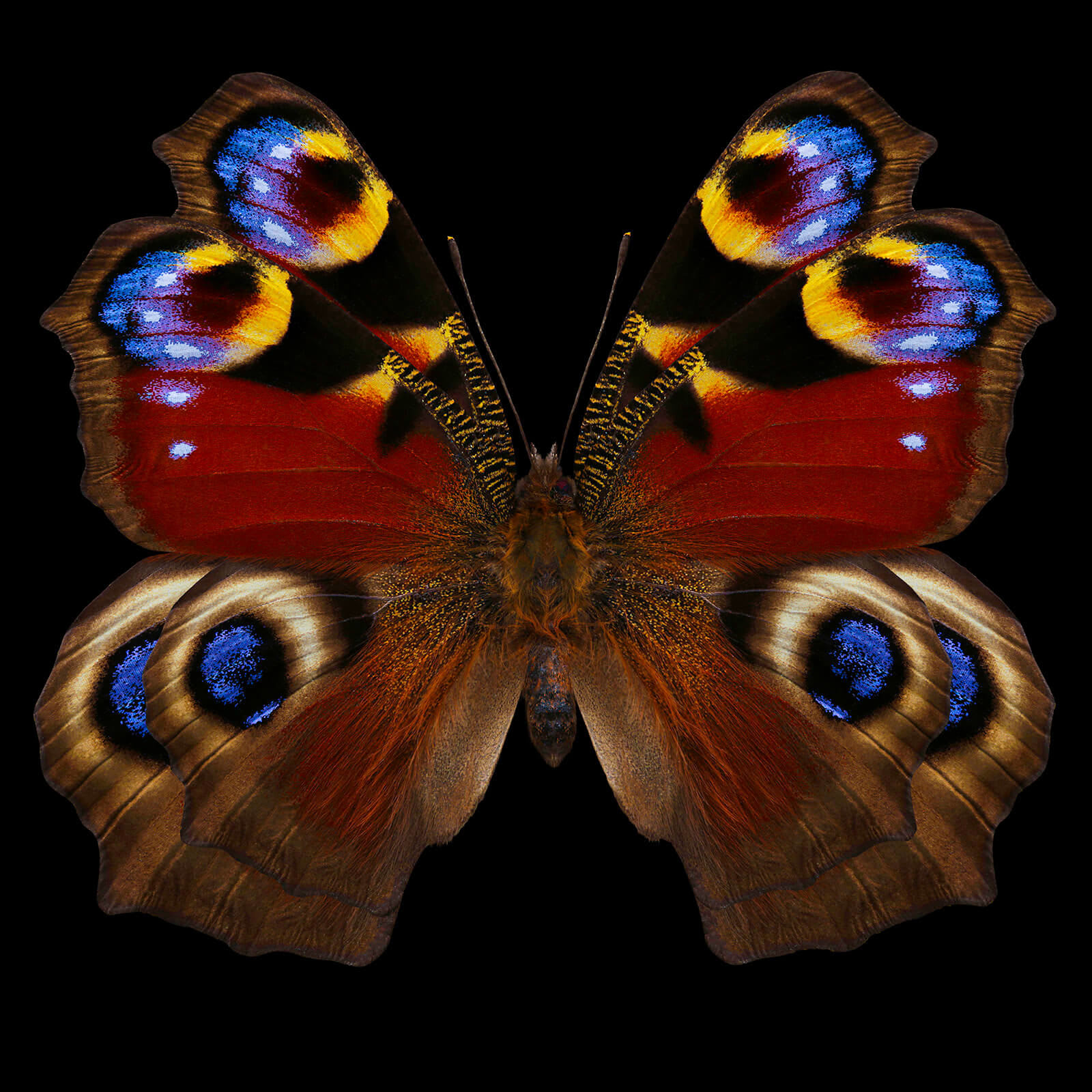 Dmitry Oskin, Butterfly 5, 2018