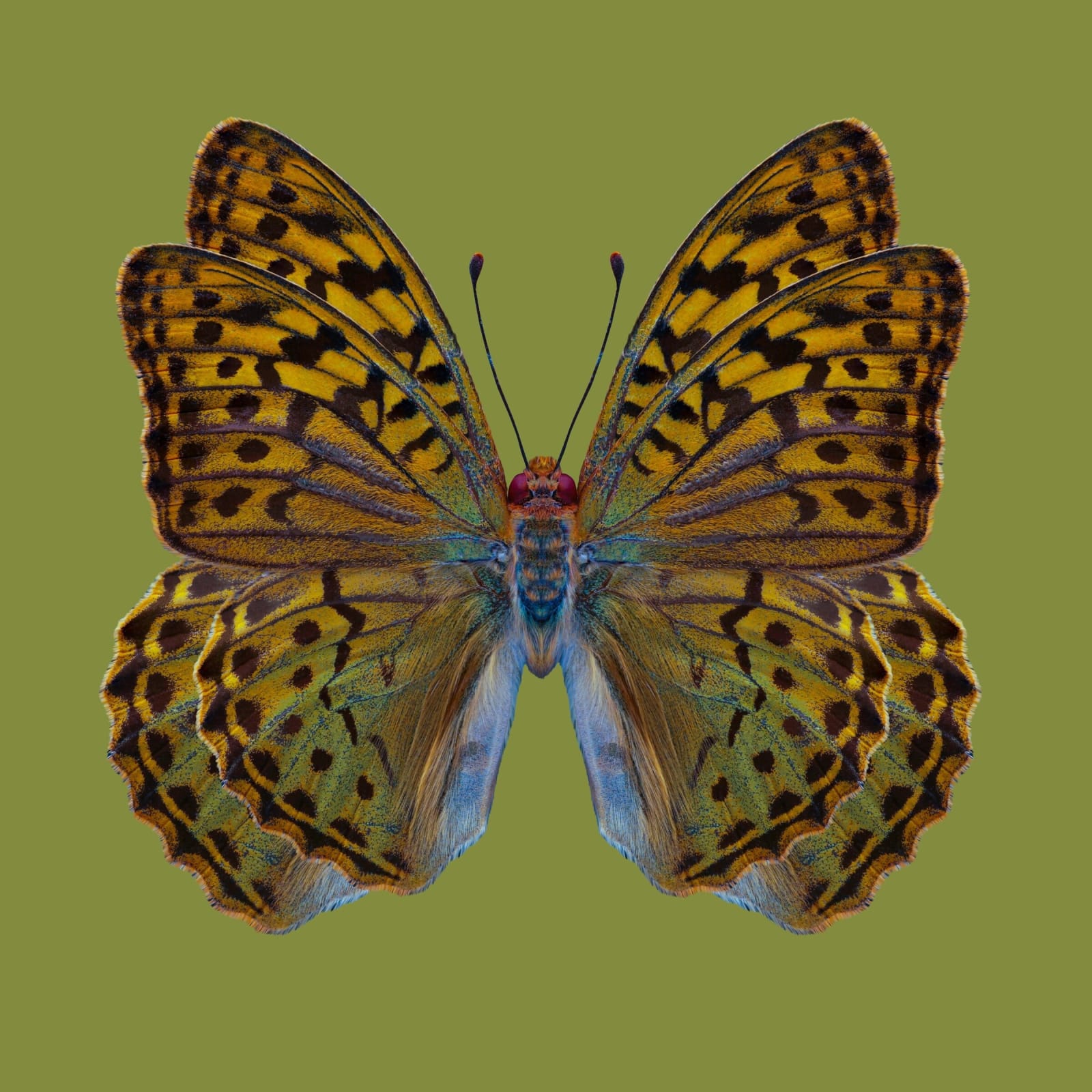 Dmitry Oskin, Butterfly Redux 1, 2018