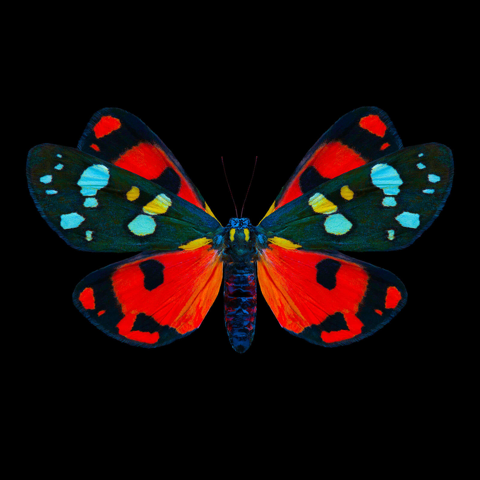 Dmitry Oskin, Butterfly 9, 2018