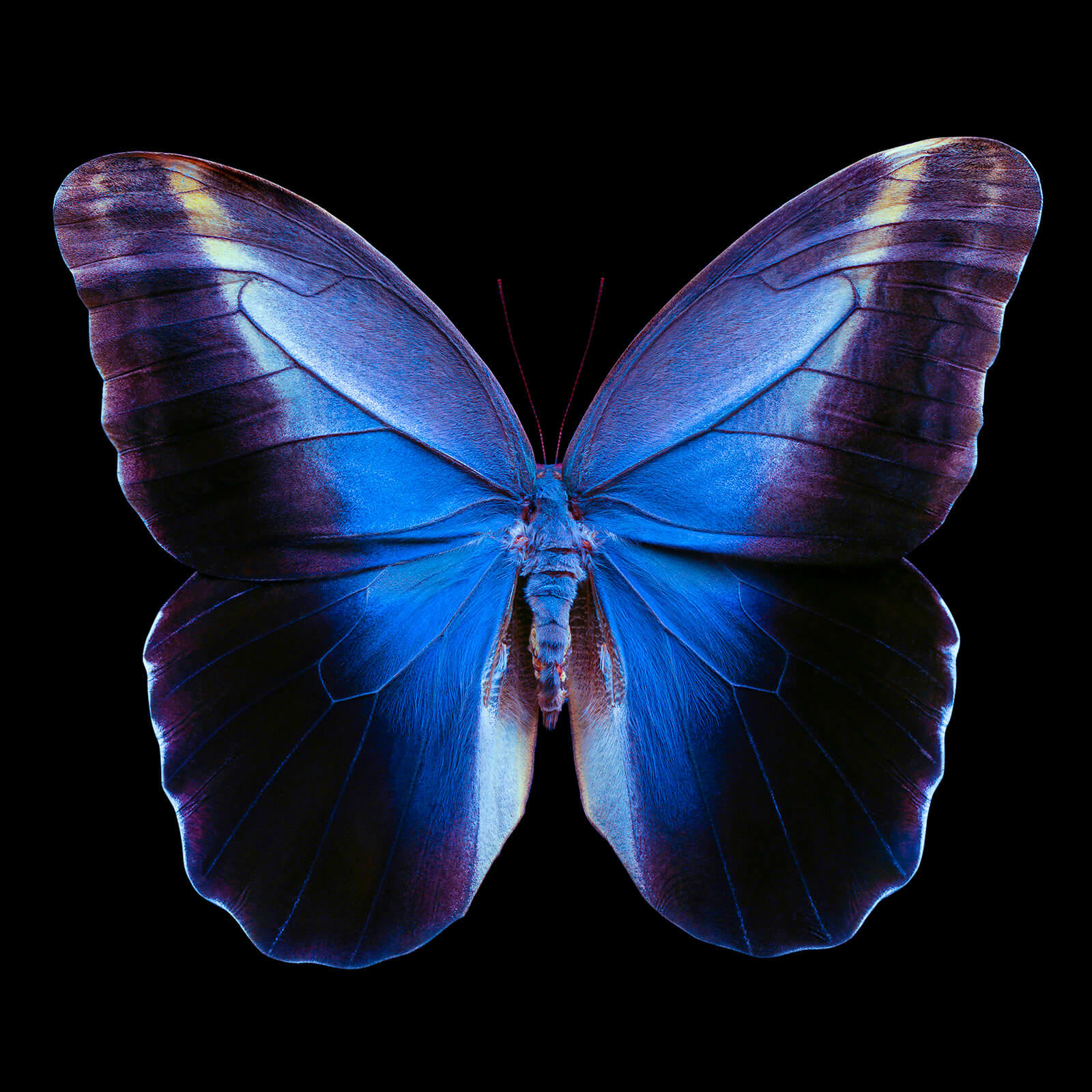 Dmitry Oskin, Butterfly 11, 2018