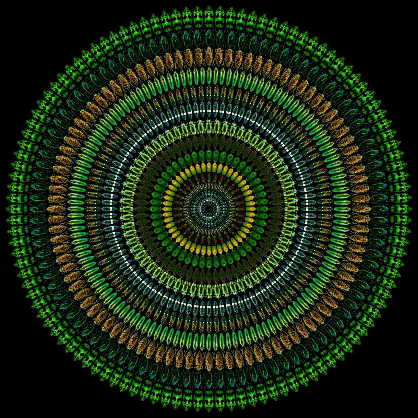 Illusion 6