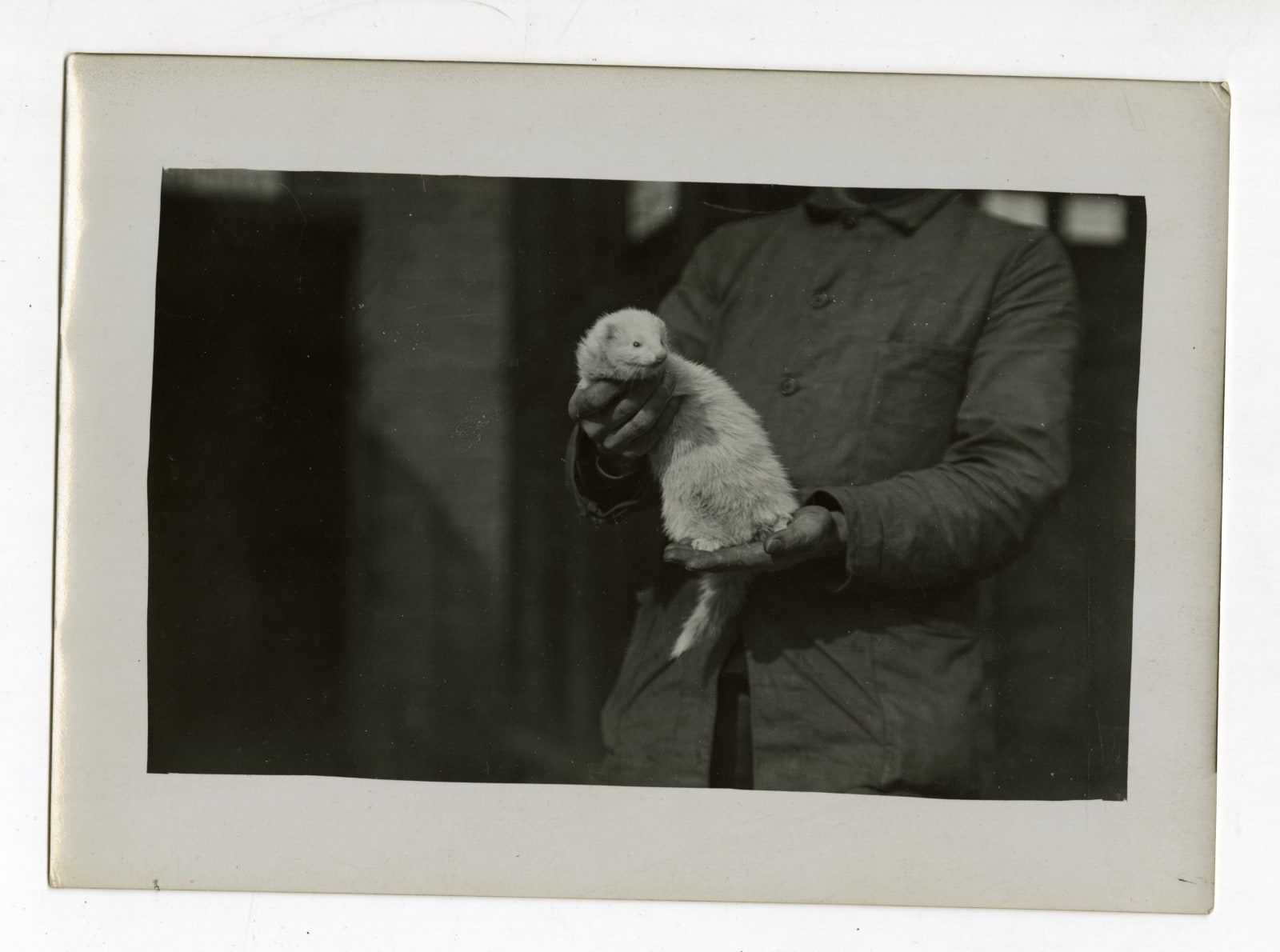 Henry Hill, Photos Demonstrating "Some Ways For Strange Animals", 1909