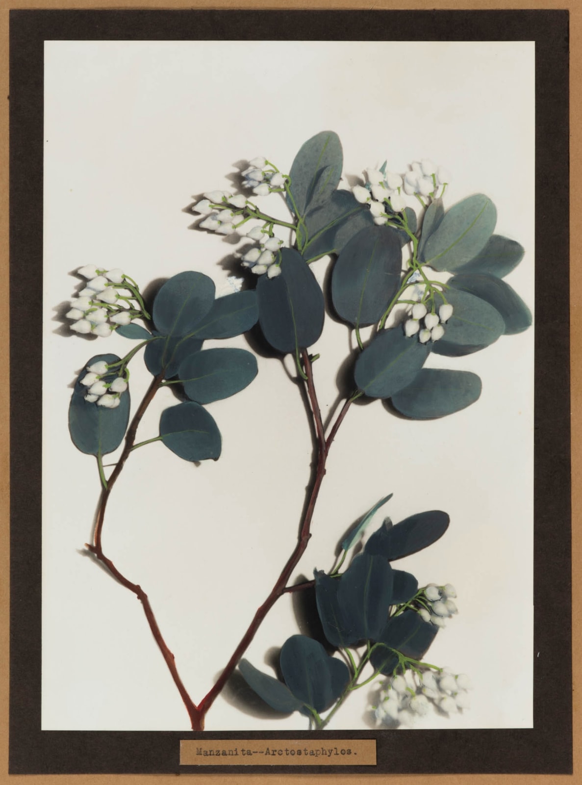 Lena Scott Harris, Manzanita, c. 1920s-30s