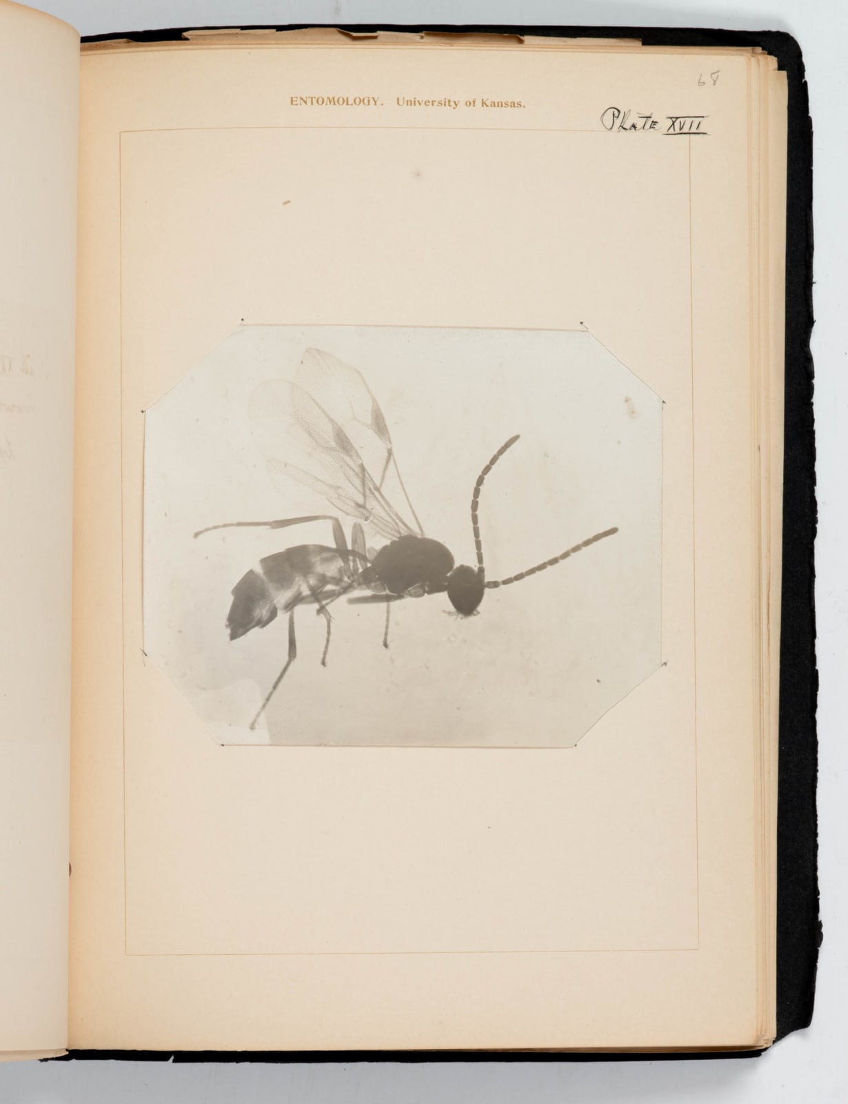 [Entomology], Student's laboratory book including microphotographs and delicate studies in colored ink of specimens under the microscope., 1907-08