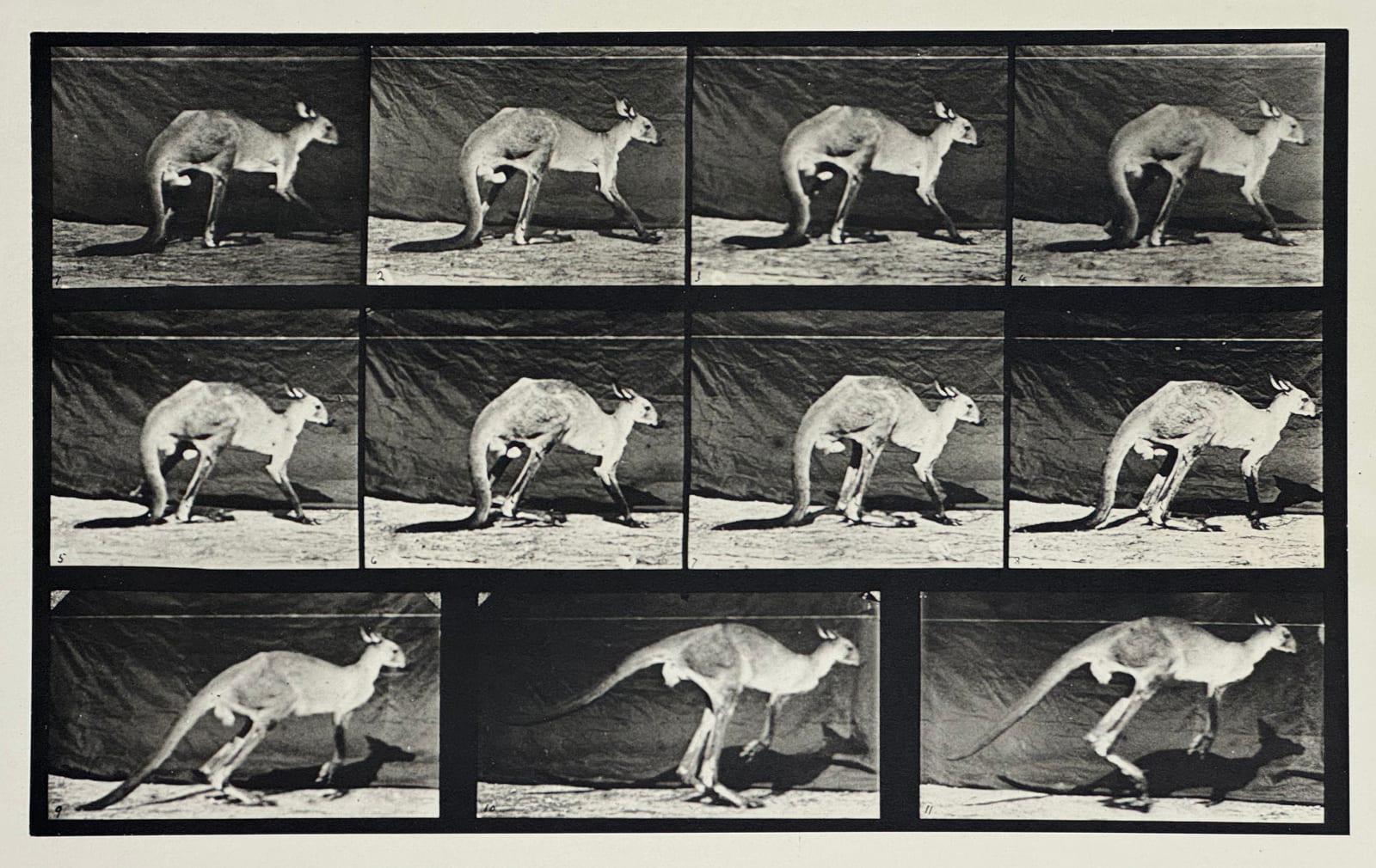 Eadweard Muybridge, Plate 751: Kangaroo Hopping, 1887