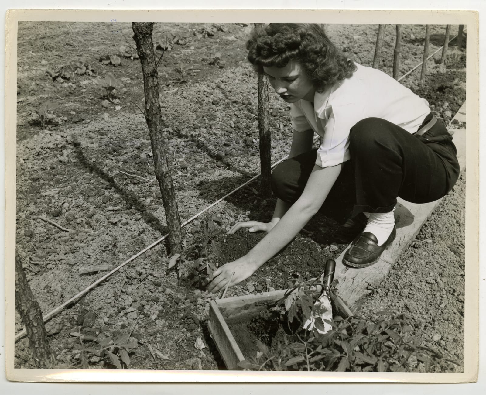 Various Photographers, Large Group of Photos Showing Home Farming as Part of the "Victory Gardens" War Effort, 1943-44