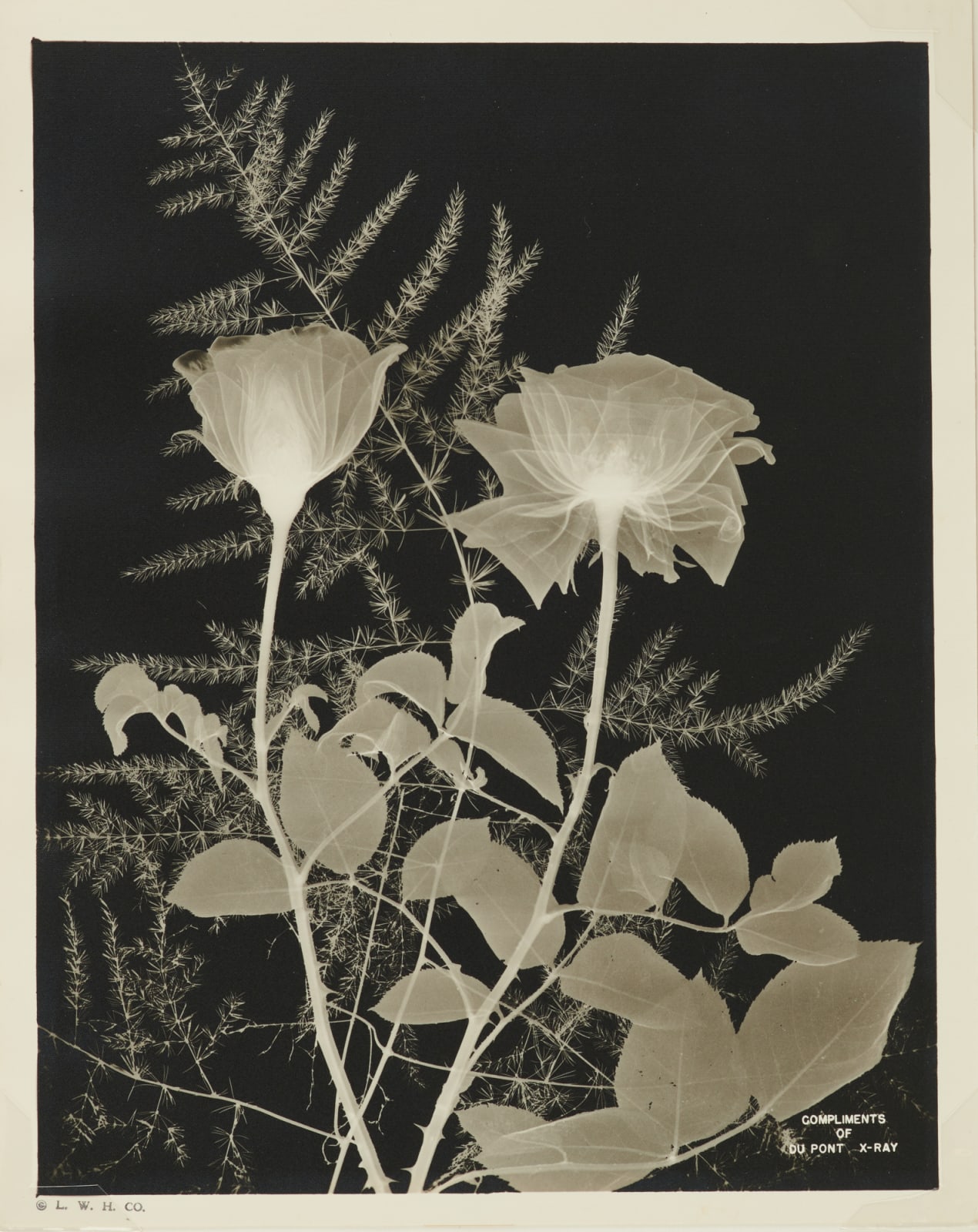 Lawrence W. Hauser, Du Pont Floral X-Rays, c. 1940