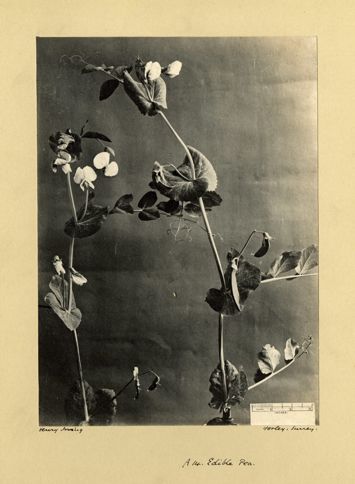 Henry Irving, Edible Pea, c. 1900-10