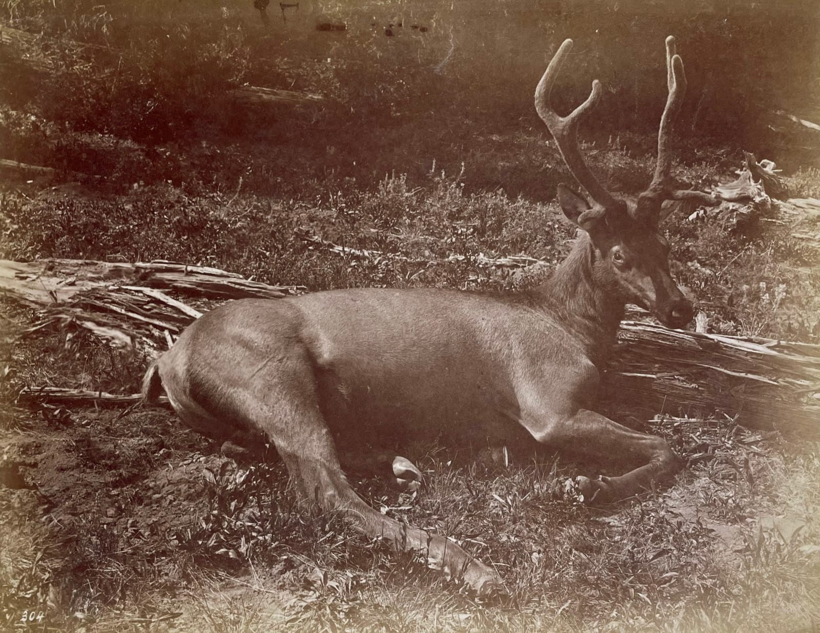 William Henry Jackson, The Elk, 1871