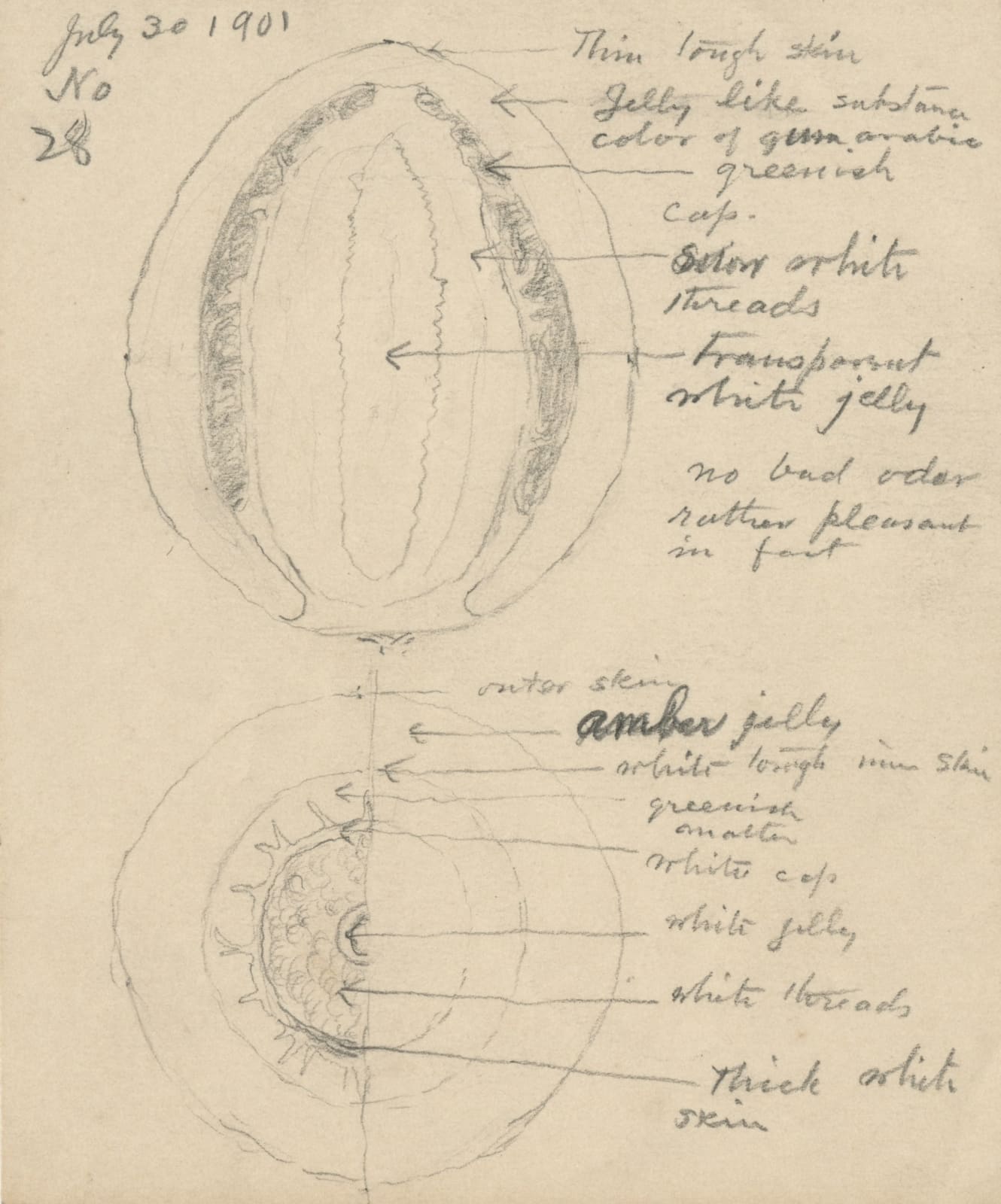 Frederick Odell Conant, Collection of Sketches by an Amateur Mycologist in Maine, 1901