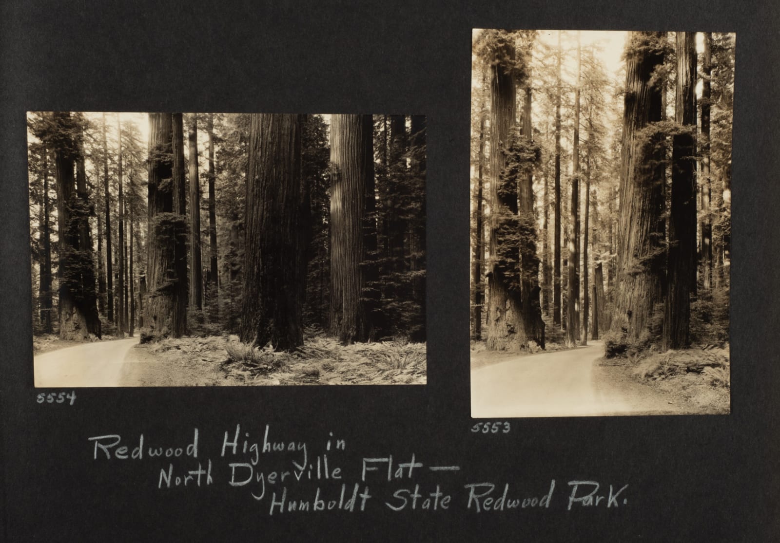 Russell W. Angel, Photographer's Archive of the Redwoods, 1920s-40s