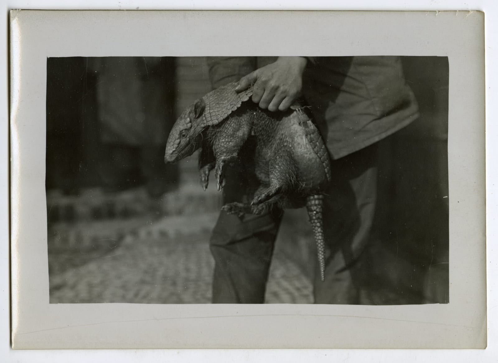 Henry Hill, Photos Demonstrating "Some Ways For Strange Animals", 1909
