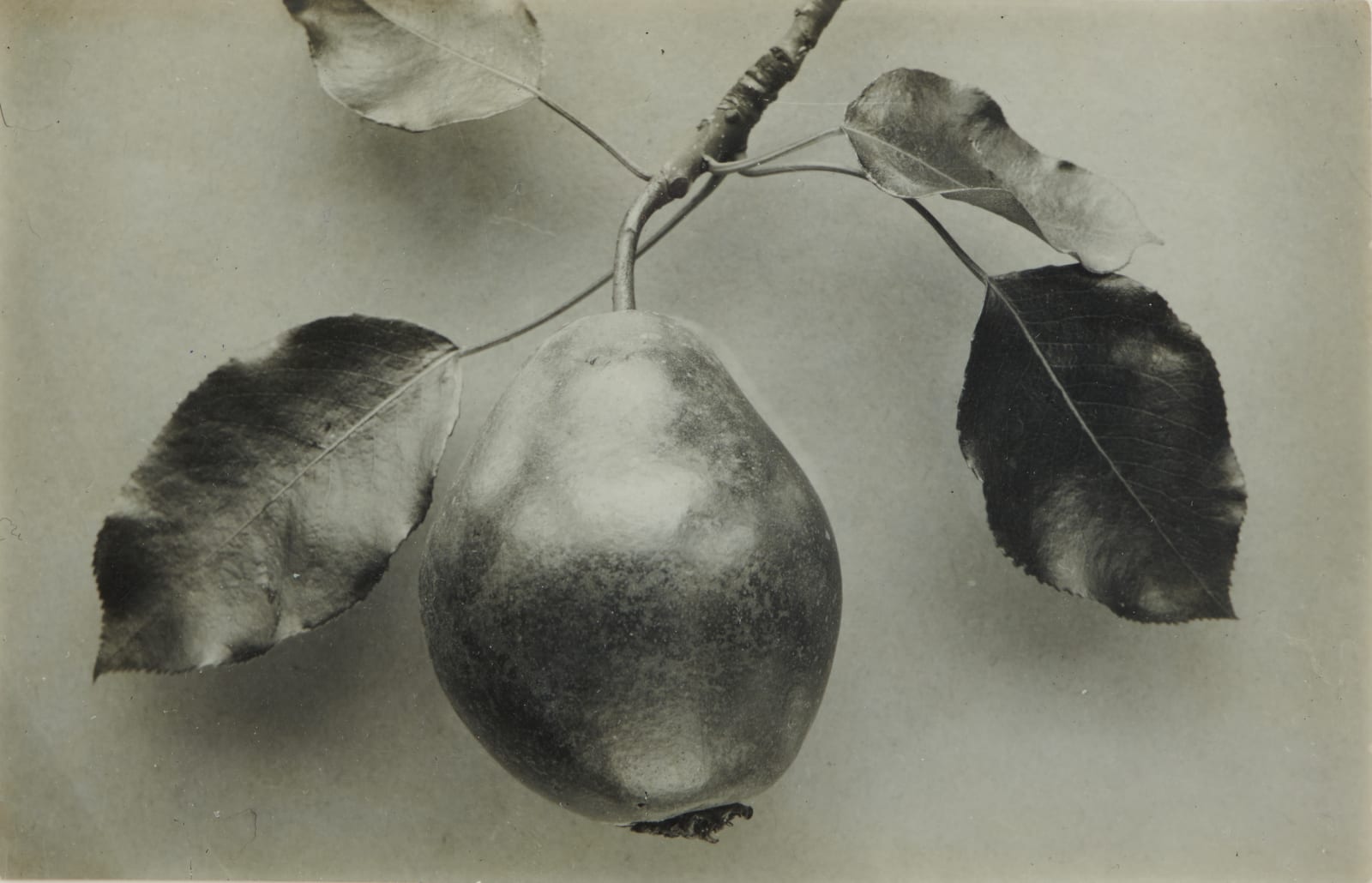 Harold Bastin, [Studies in Entomology & Botany], 1910s-20s