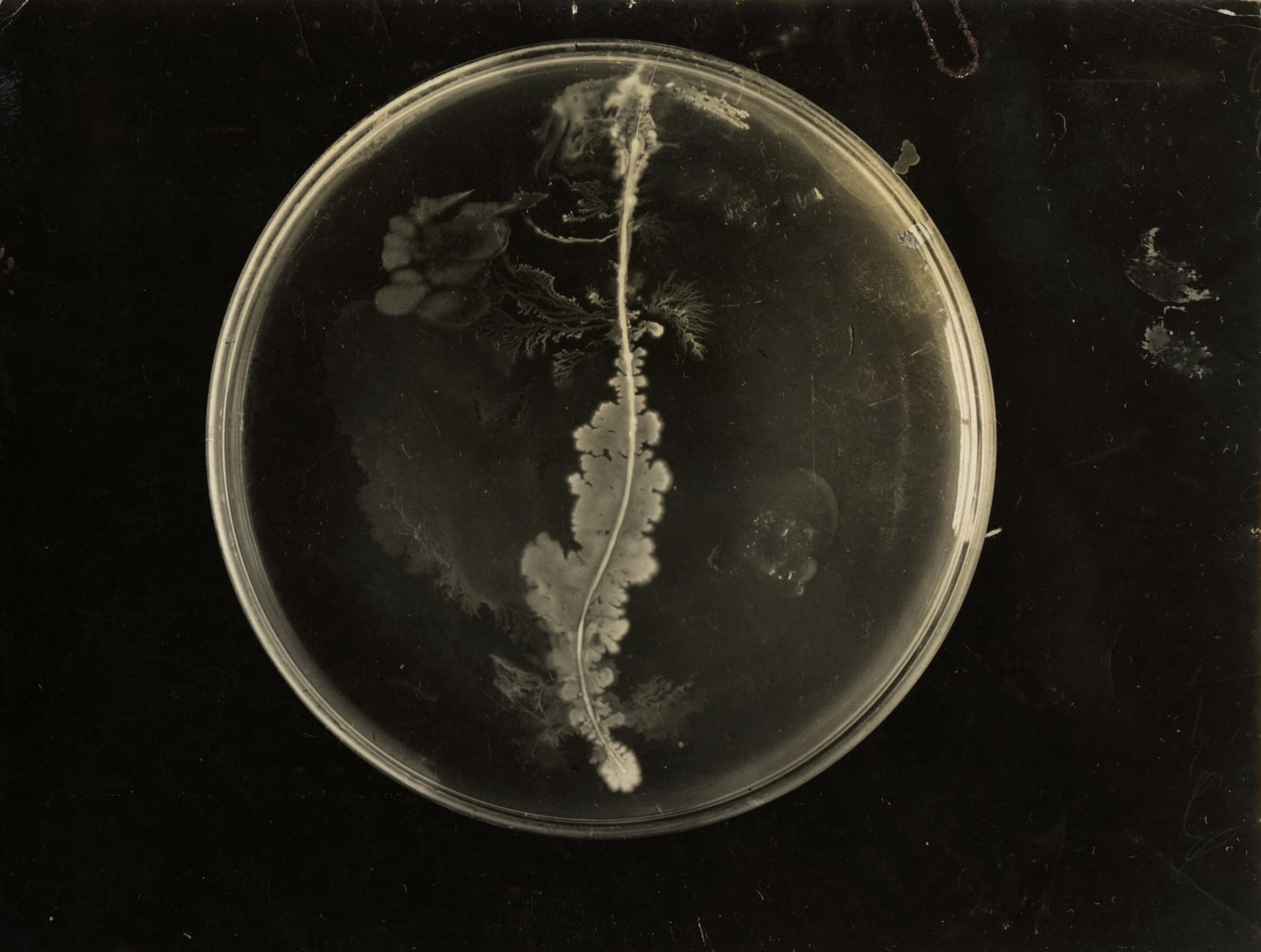 C.H. Claudy, Petrie Dish with Bacteria Growing on a Cow Hair, 1910s