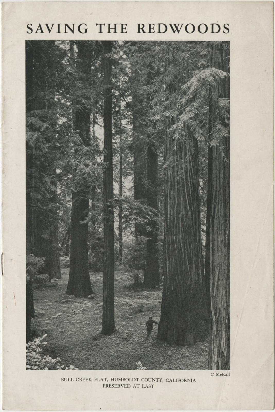 Russell W. Angel, Photographer's Archive of the Redwoods, 1920s-40s