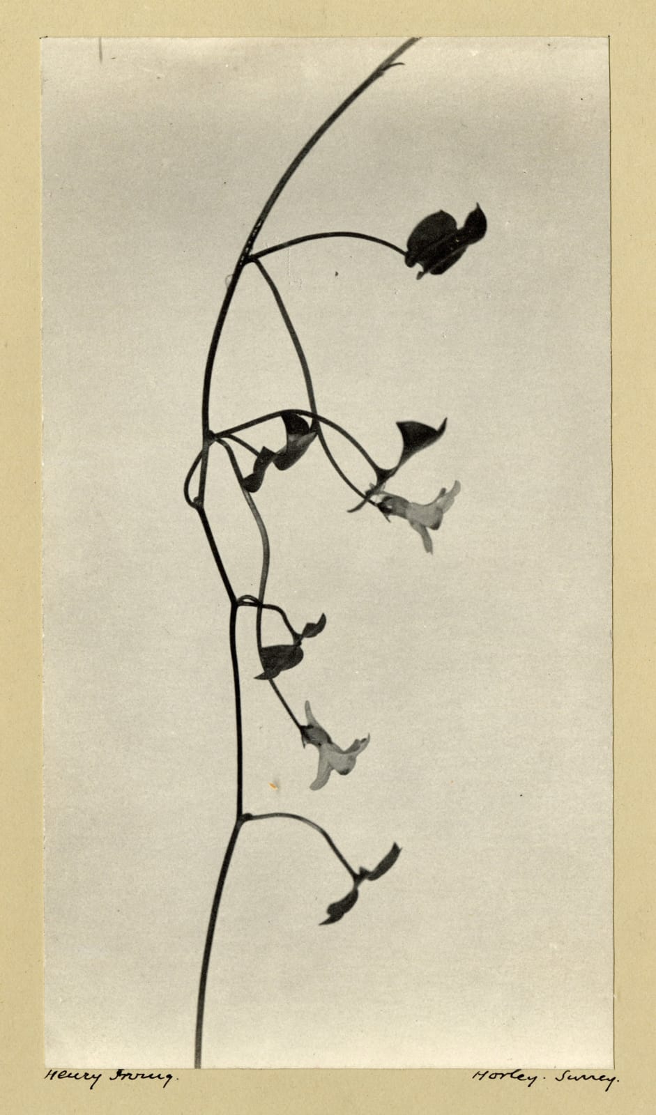 Henry Irving, Ivy-leaved Toad Flax, c. 1900-10