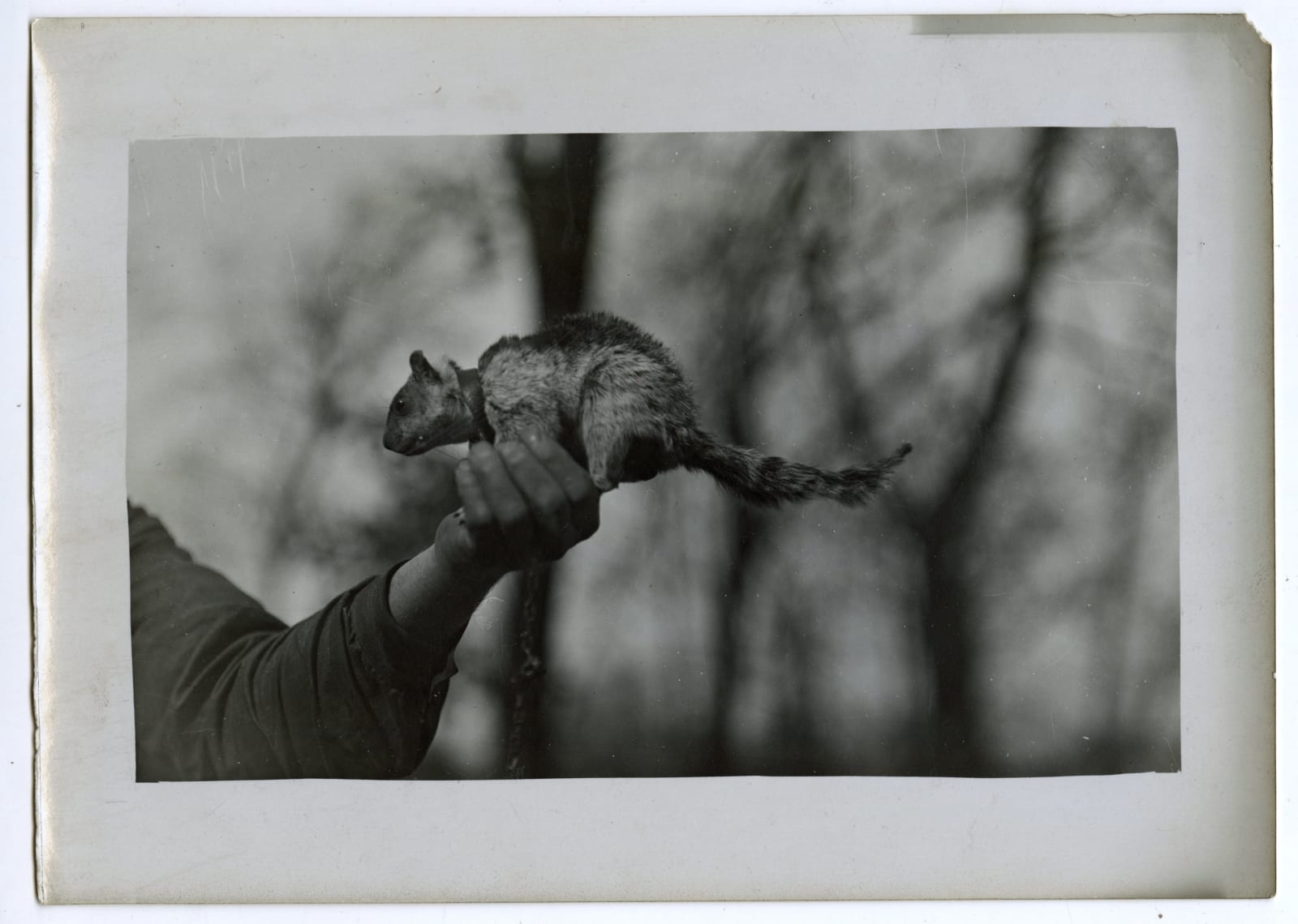 Henry Hill, Photos Demonstrating "Some Ways For Strange Animals", 1909