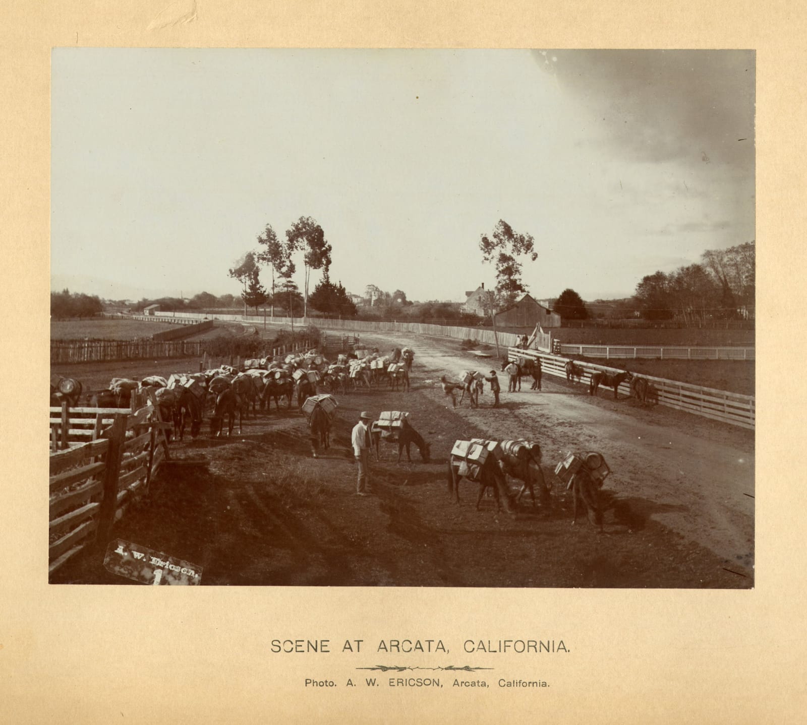 A. W. Ericson; Ericson & Bros, Early, Large-Format Views of the Lumber Industry In and Around Arcata, CA, 1880s