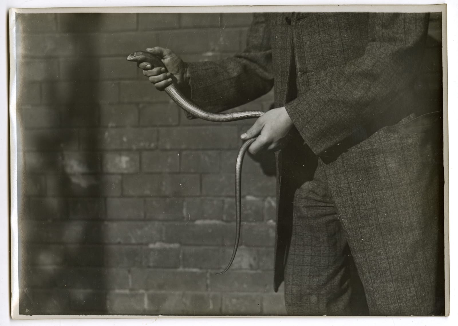 Henry Hill, Photos Demonstrating "Some Ways For Strange Animals", 1909