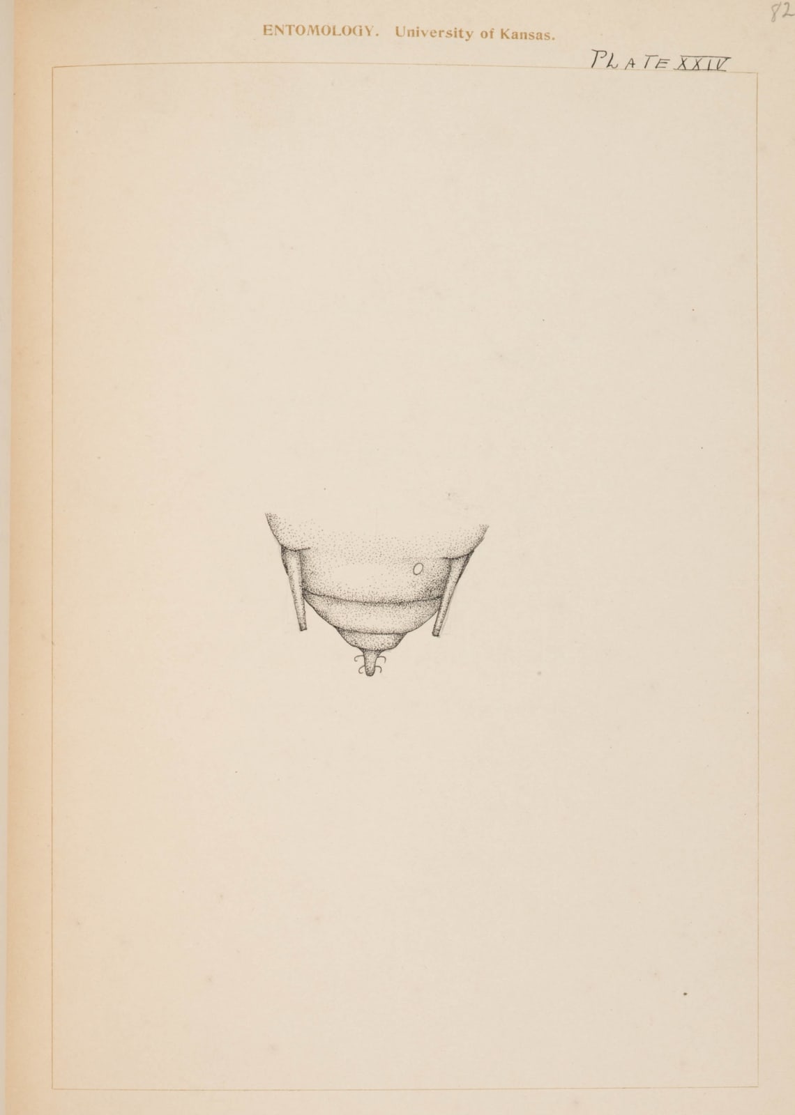 [Entomology], Student's laboratory book including microphotographs and delicate studies in colored ink of specimens under the microscope., 1907-08