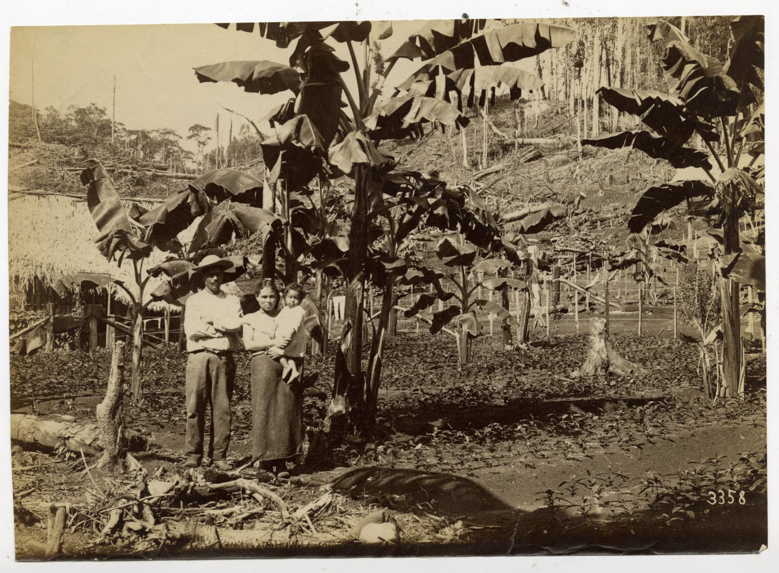 Paynter Bros. (attributed), Eight Views of Coffee Production in Costa Rica in the 19th-Century, 1890s
