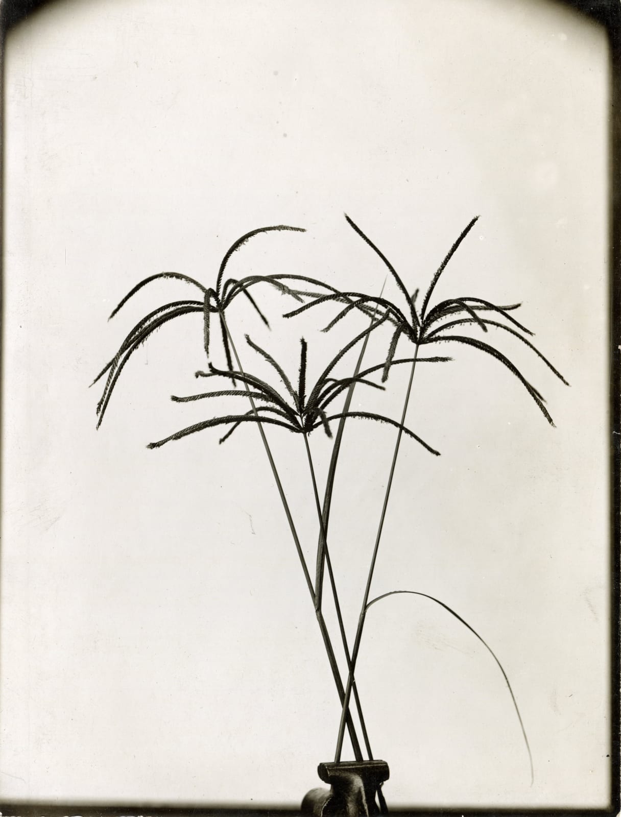 [Luther Burbank], Substantial Photographic Archive Documenting the Work of the Famed Botanist and Agricultural Scientist, 1910s-20s