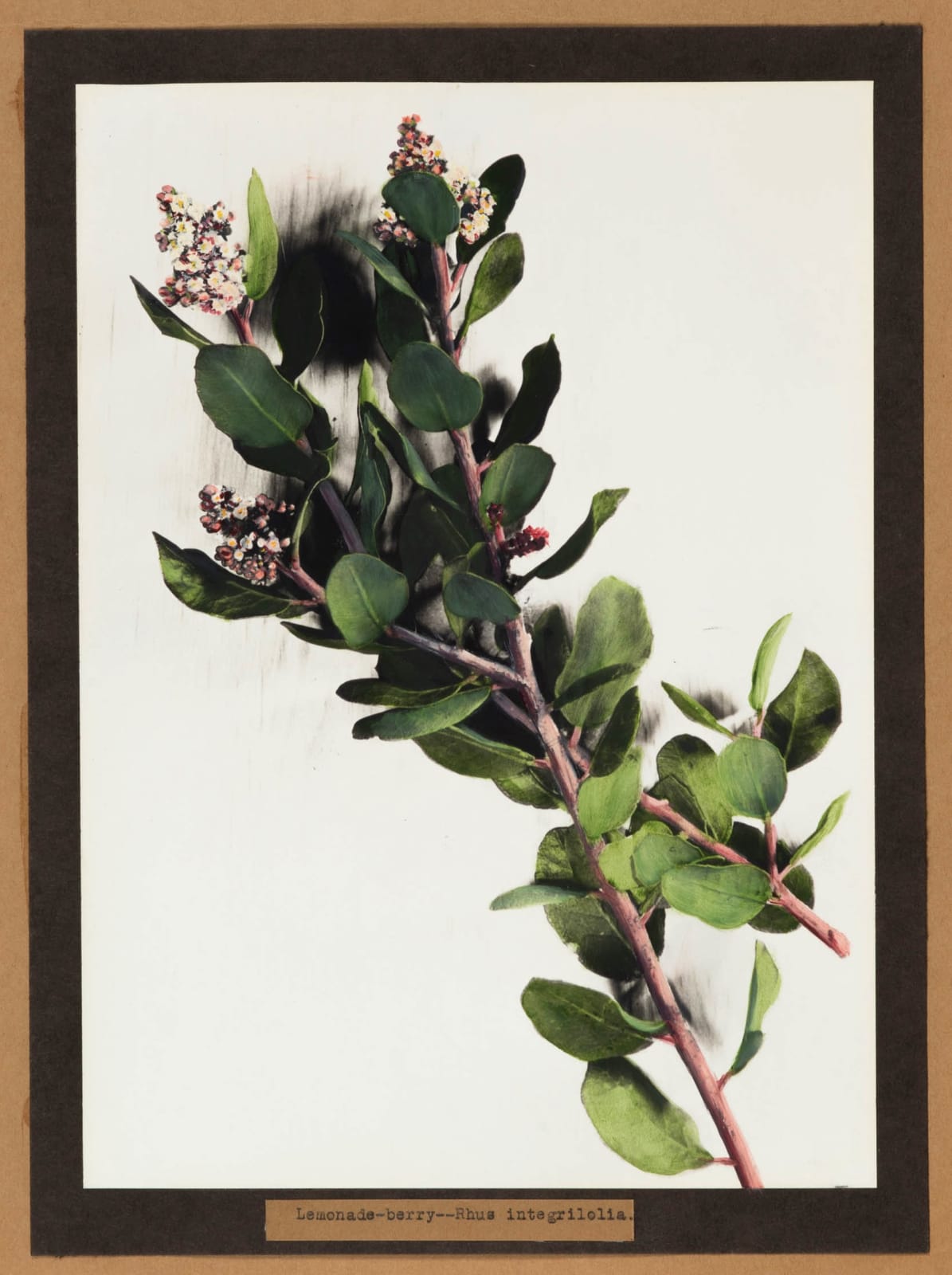 Lena Scott Harris, Lemonade-berry -- Rhus integrilolia, c. 1920s-30s