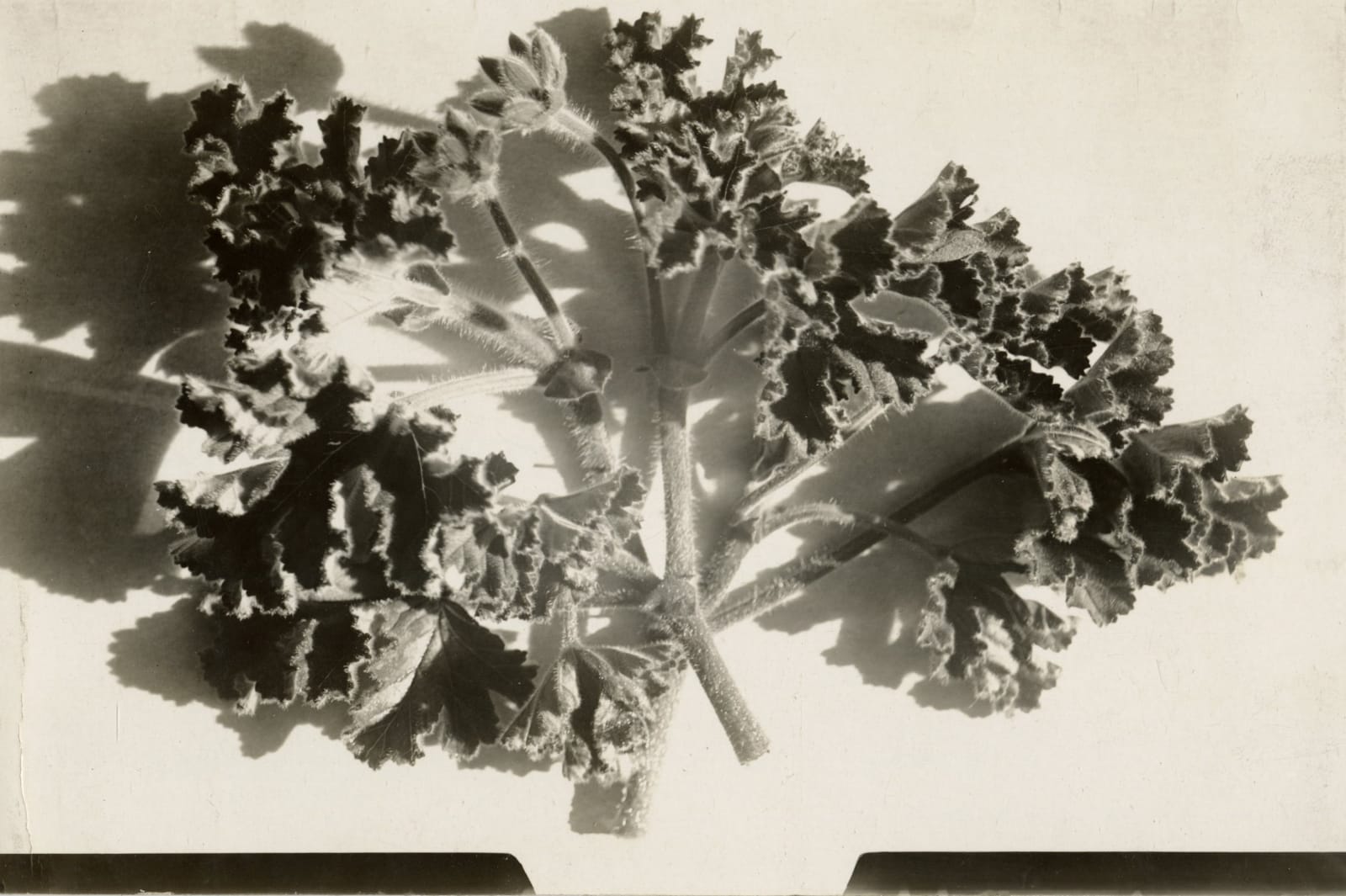 [Luther Burbank], Substantial Photographic Archive Documenting the Work of the Famed Botanist and Agricultural Scientist, 1910s-20s