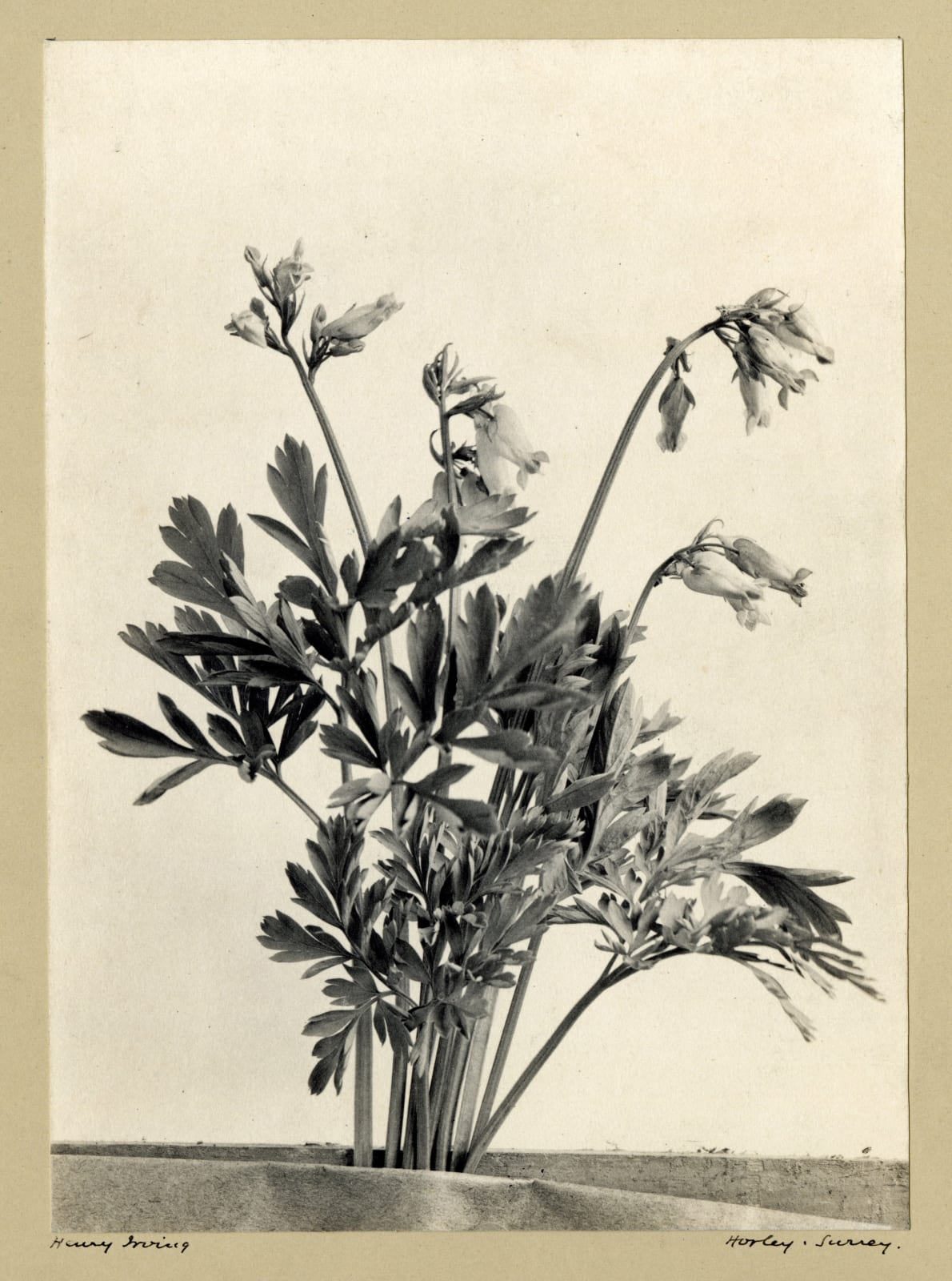 Henry Irving, Dicentra Eximia, c. 1900-10