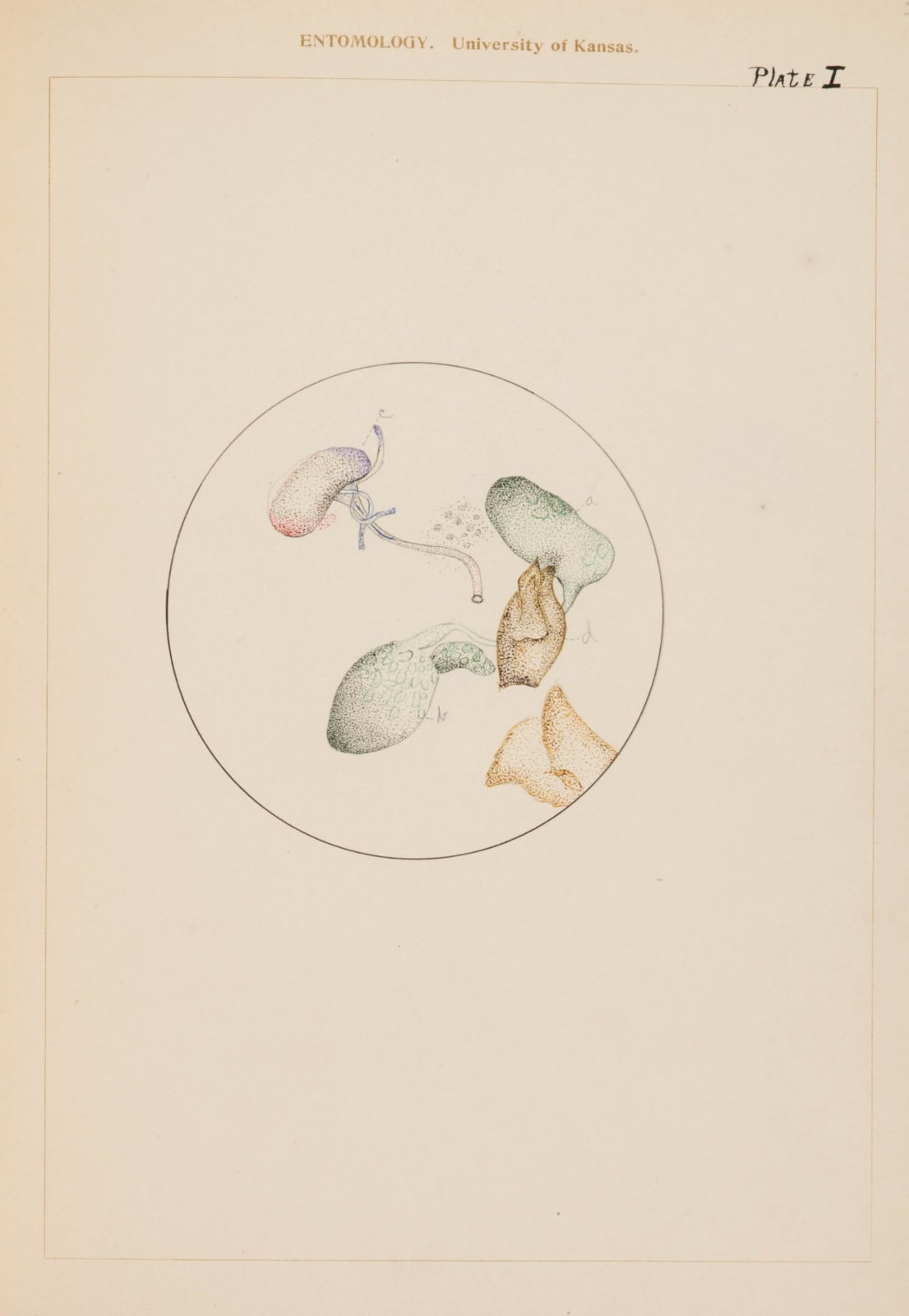 [Entomology], Student's laboratory book including microphotographs and delicate studies in colored ink of specimens under the microscope., 1907-08