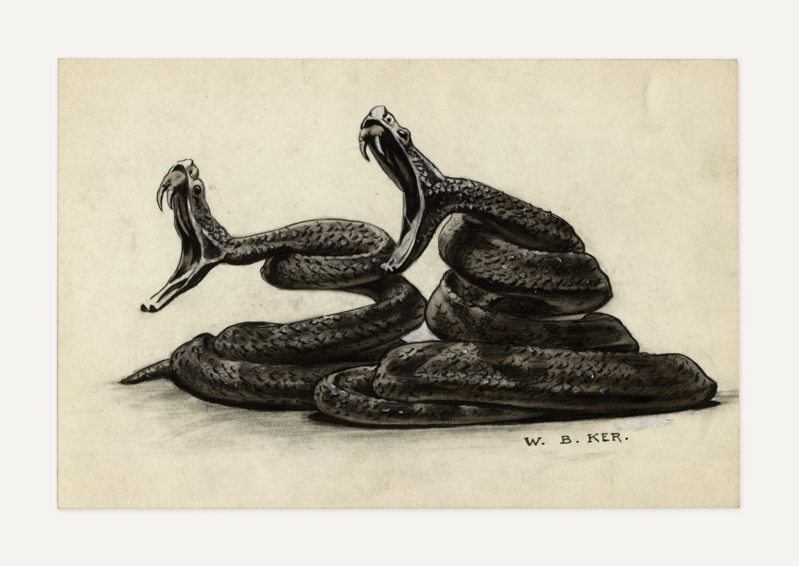 William Balfour Ker, Illustration of a Pair of Snakes, 1903