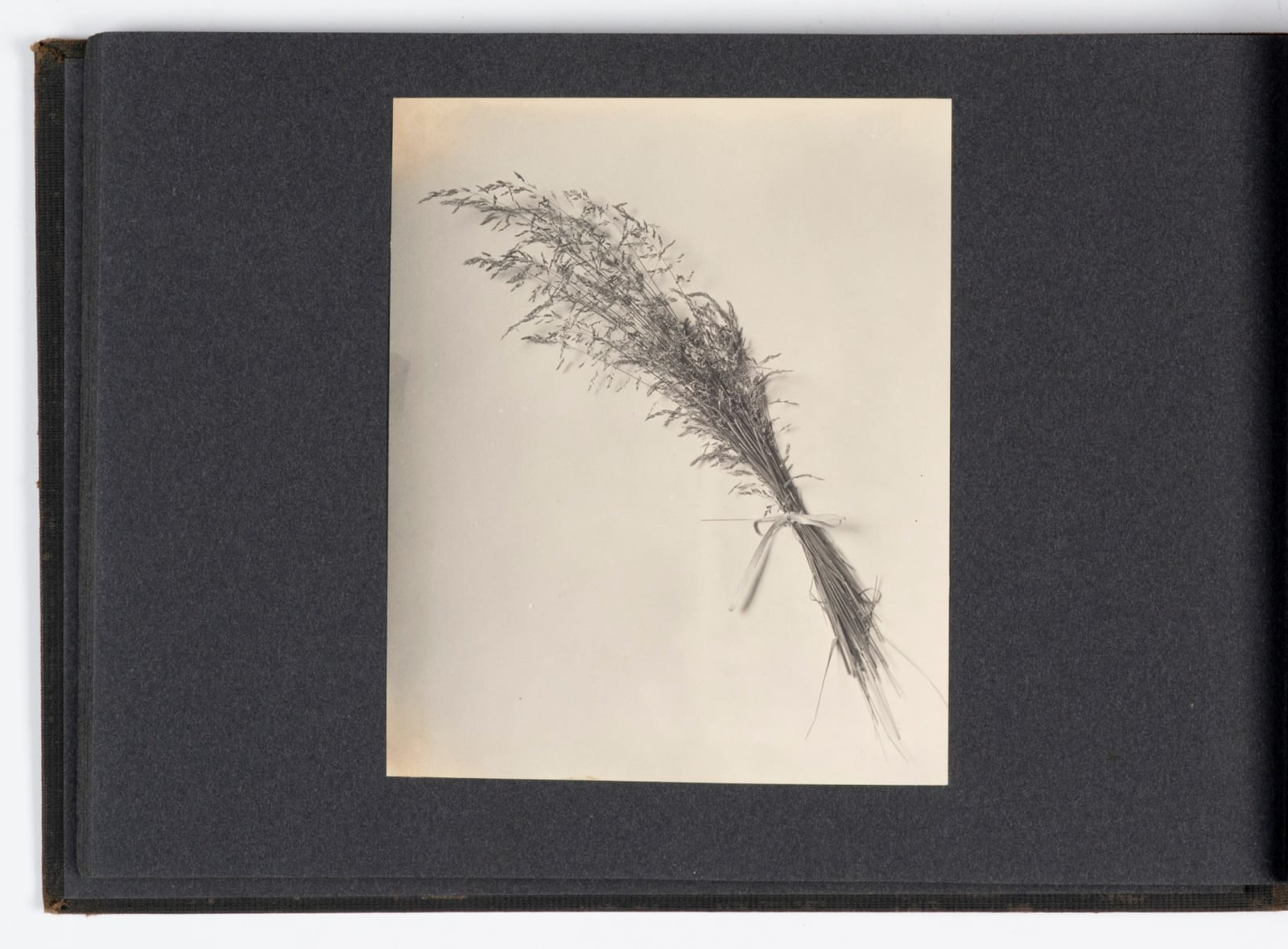 F. M. Tuckerman, Photographic Archive of an Accomplished Amateur Photographer from Topeka, KS, 1890-1900s