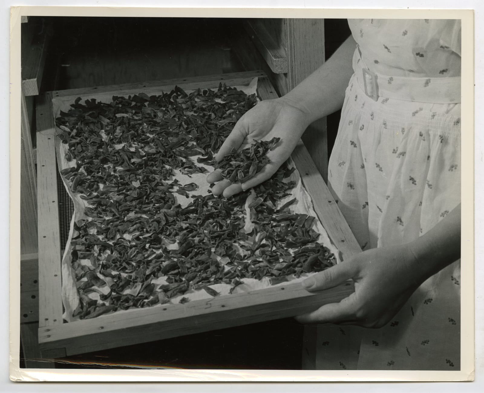 Various Photographers, Large Group of Photos Demonstrating Home-Canning as Part of the "Victory Gardens" War Effort, 1942-44