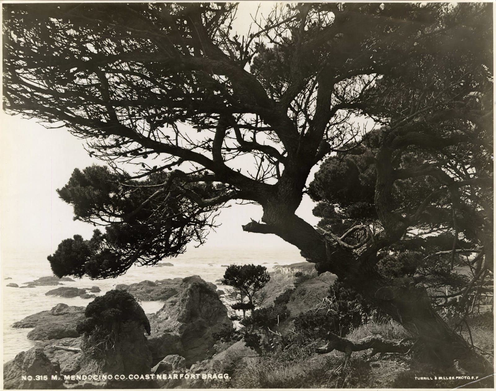 Turrill & Miller, Early 20th-Century Views of Medocino and Sonoma Counties, 1900s