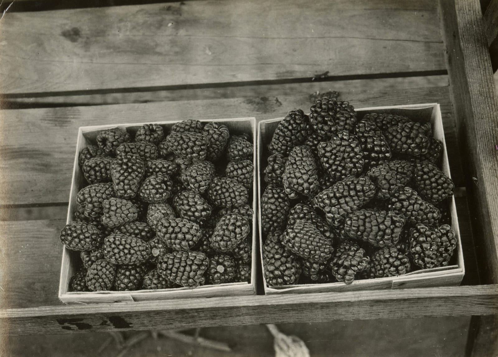 Unknown, Loganberries, 1910s