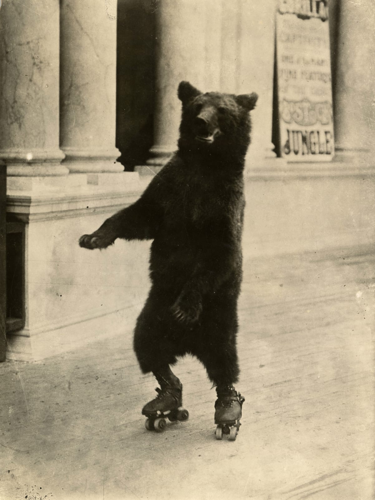 Anonymous, Portrait of a Rollerskating Black Bear, 1910s