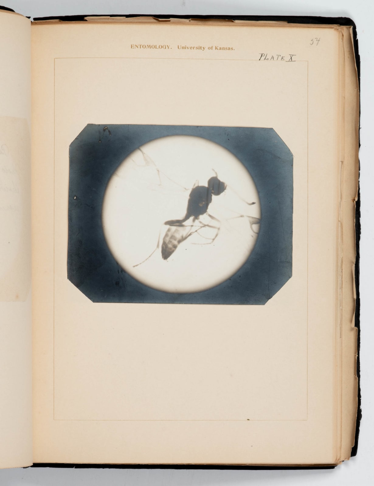 [Entomology], Student's laboratory book including microphotographs and delicate studies in colored ink of specimens under the microscope., 1907-08