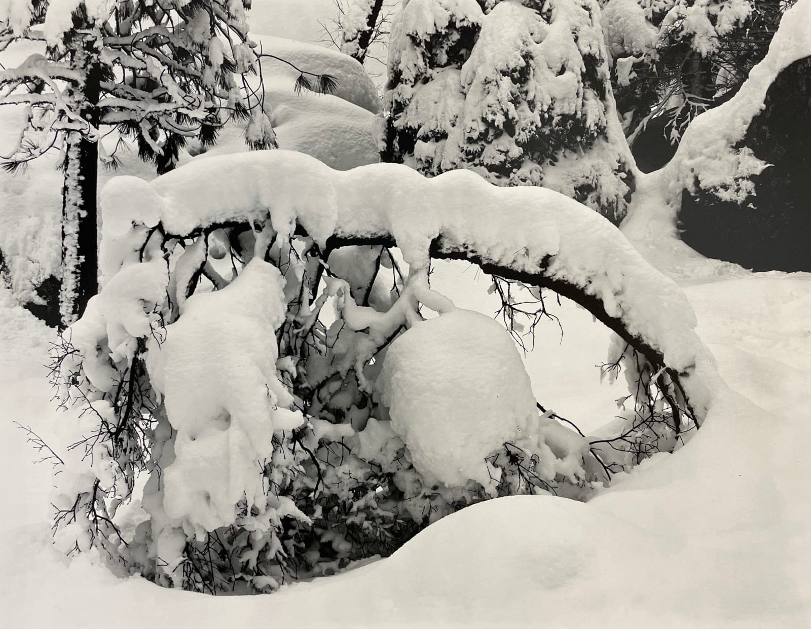 Edward Weston, Tree Branches, Yosemite, 1938