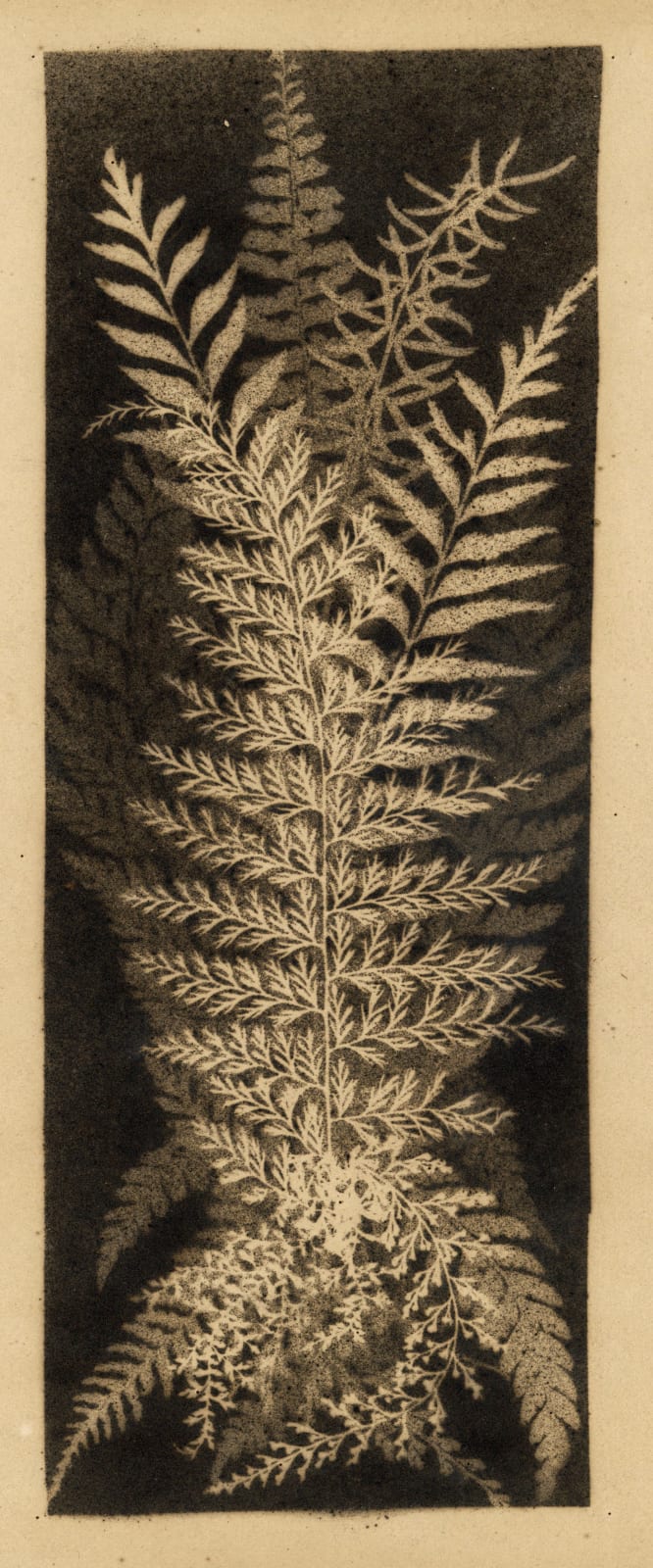 Anonymous, Arrangement of Ferns, 1880s