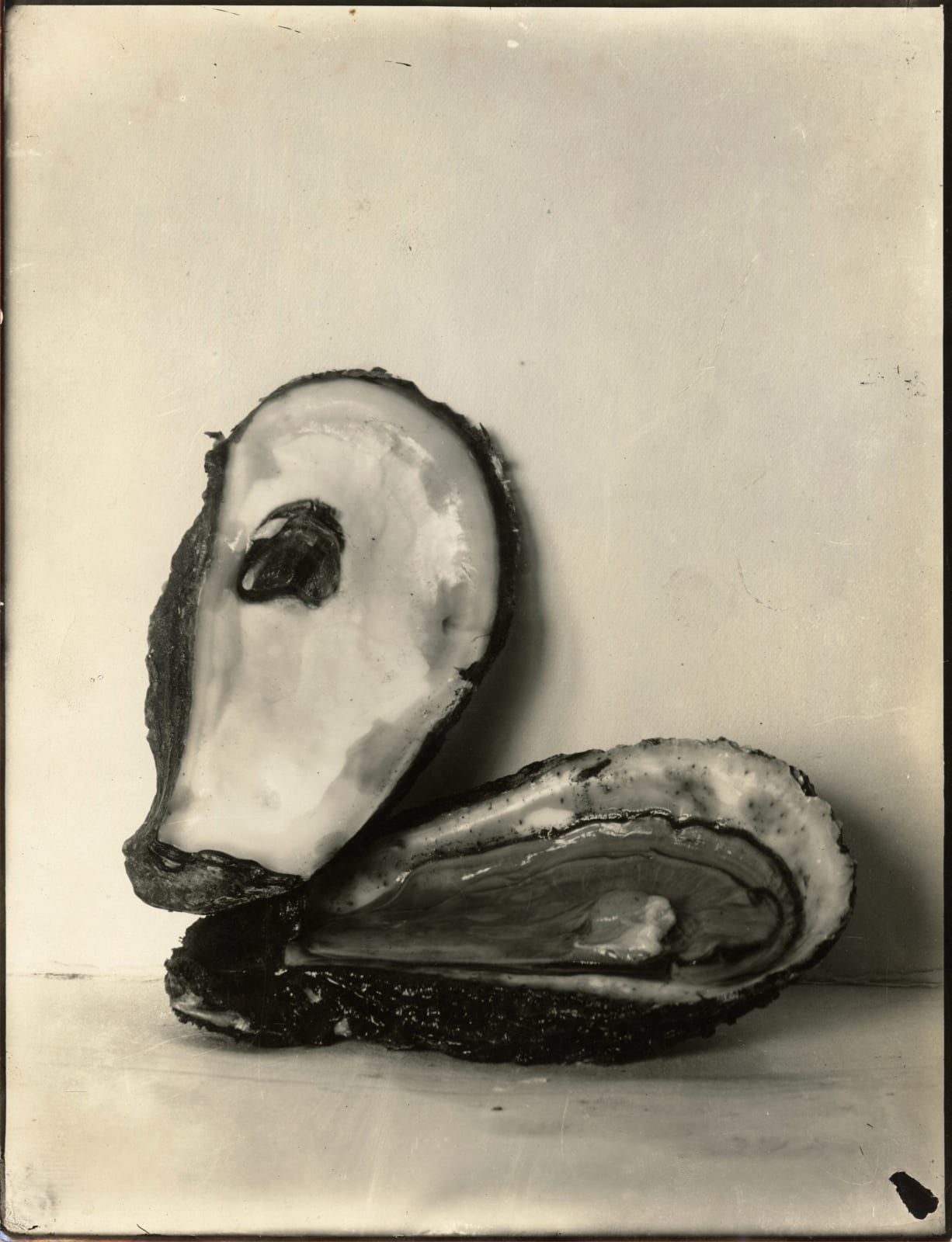 Unknown, Still Life of a Shucked Oyster, 1910s