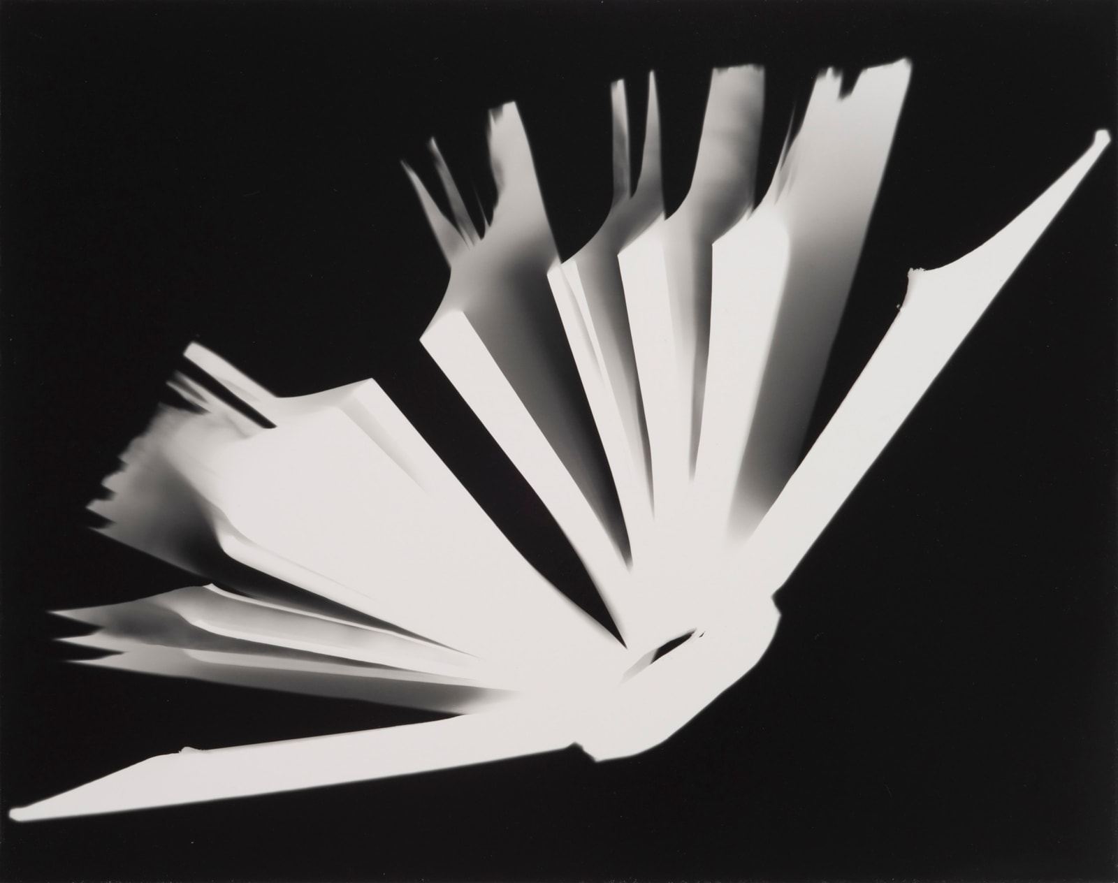 Alison Rossiter, Gray's Anatomy II, 1999