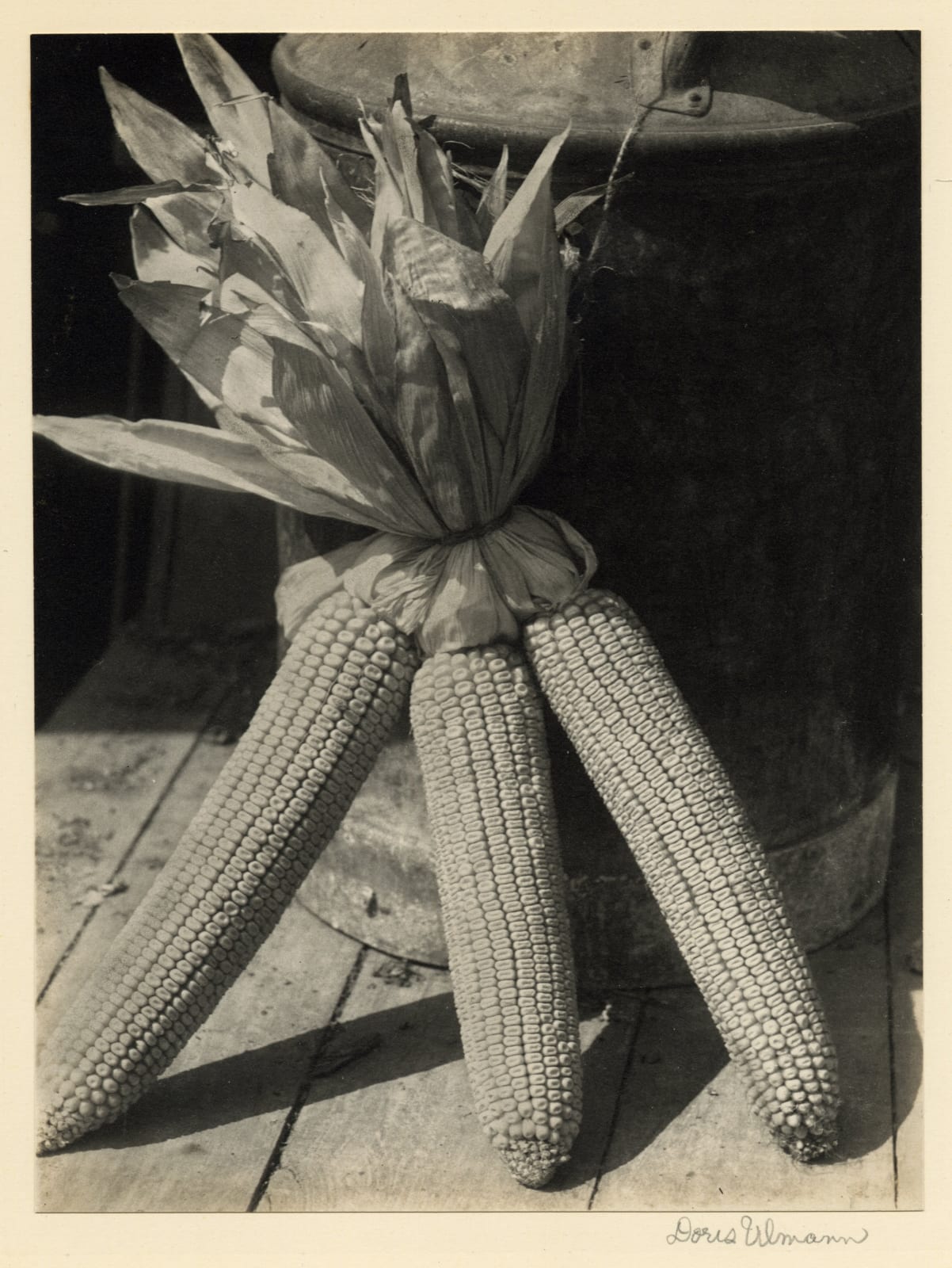 Doris Ulmann, Still Life of Three Ears of Corn, c. 1930s