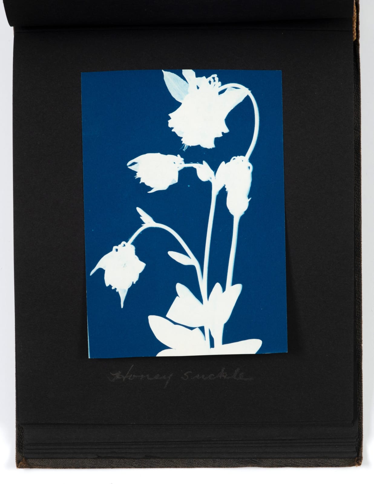 Francis M. Fischer, "Blue Prints in Nature," a Lushly-Printed Homemade Album of Botanical Cyanotypes, 1916